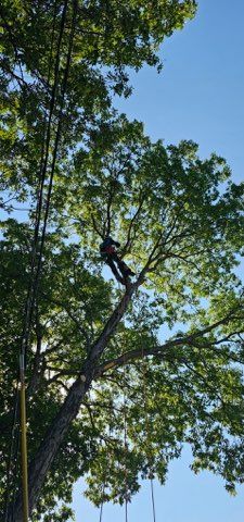 All Photos for Blu-J Tree Care in Arlington, TX