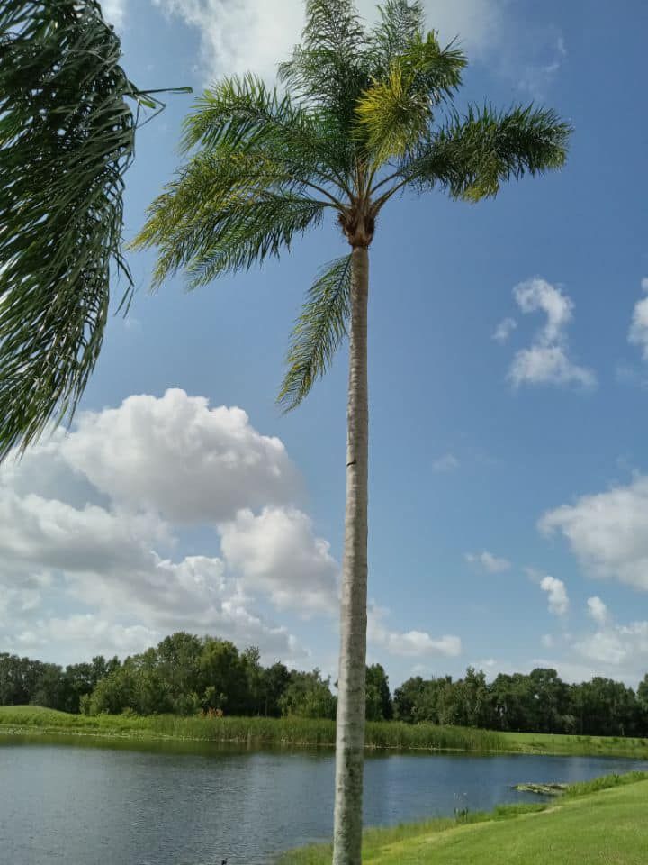  for The Family Tree Care Services LLC in Florida City, FL