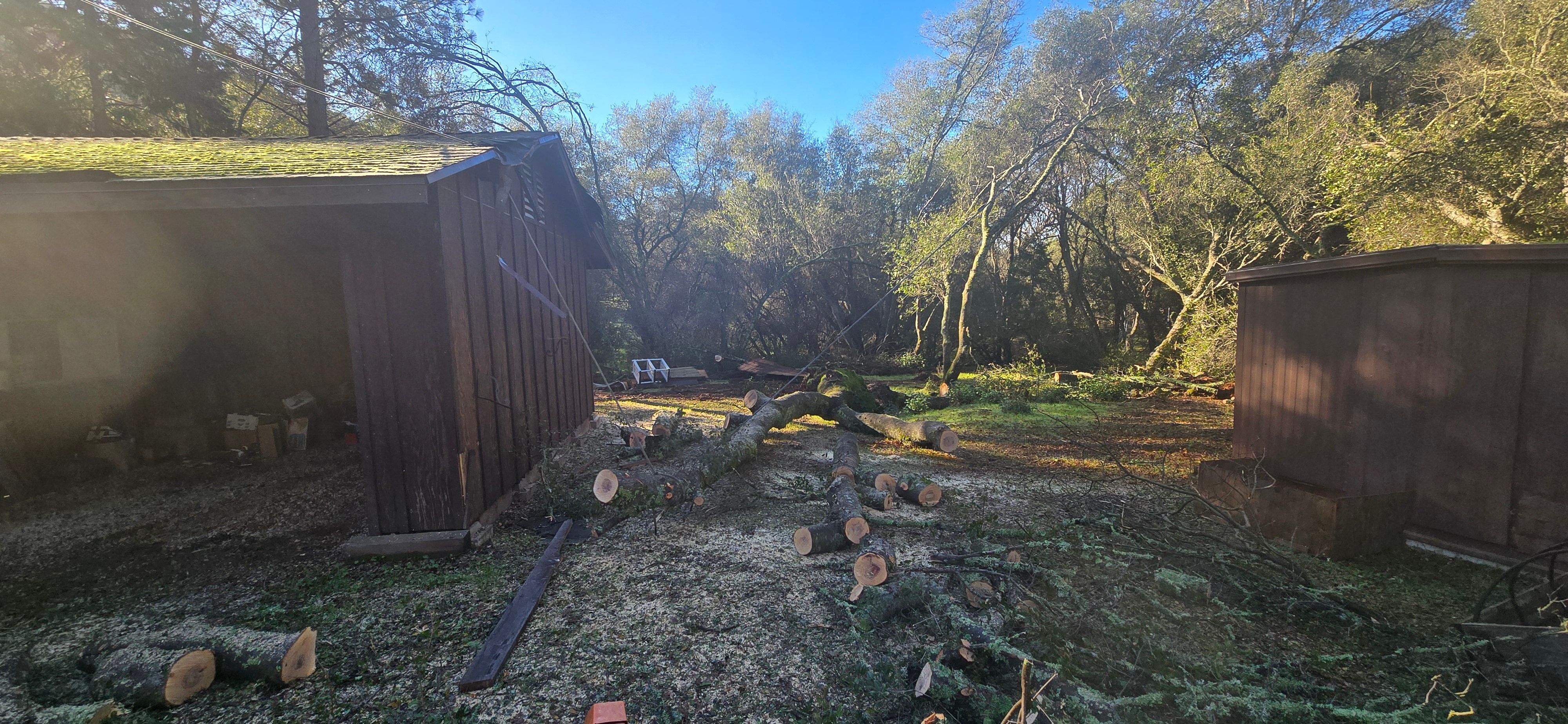  for George Staddan's Professional Tree Care in Placerville, CA