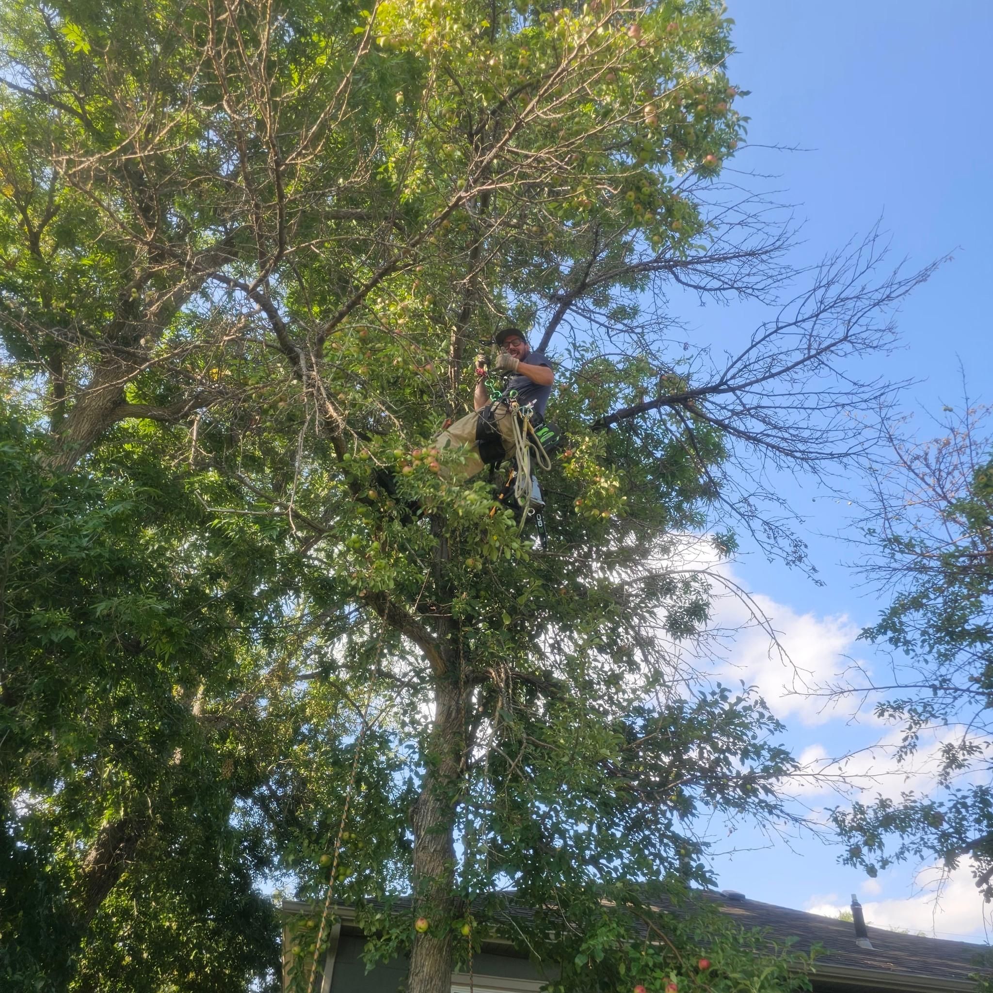  for Two Fellers Tree Service in Buffalo, WY