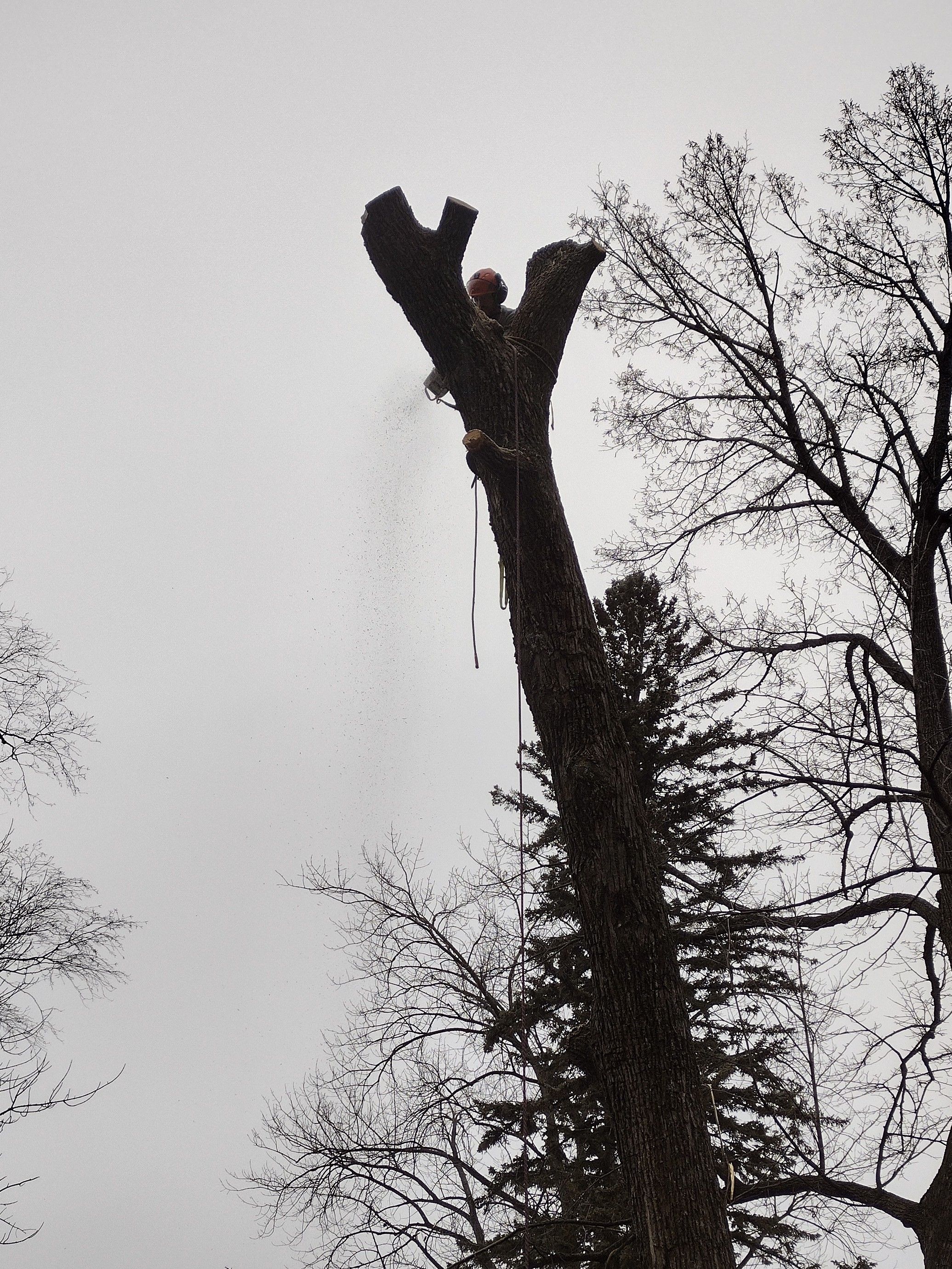  for Dan's Tree Service LLC in Bemidji, MN