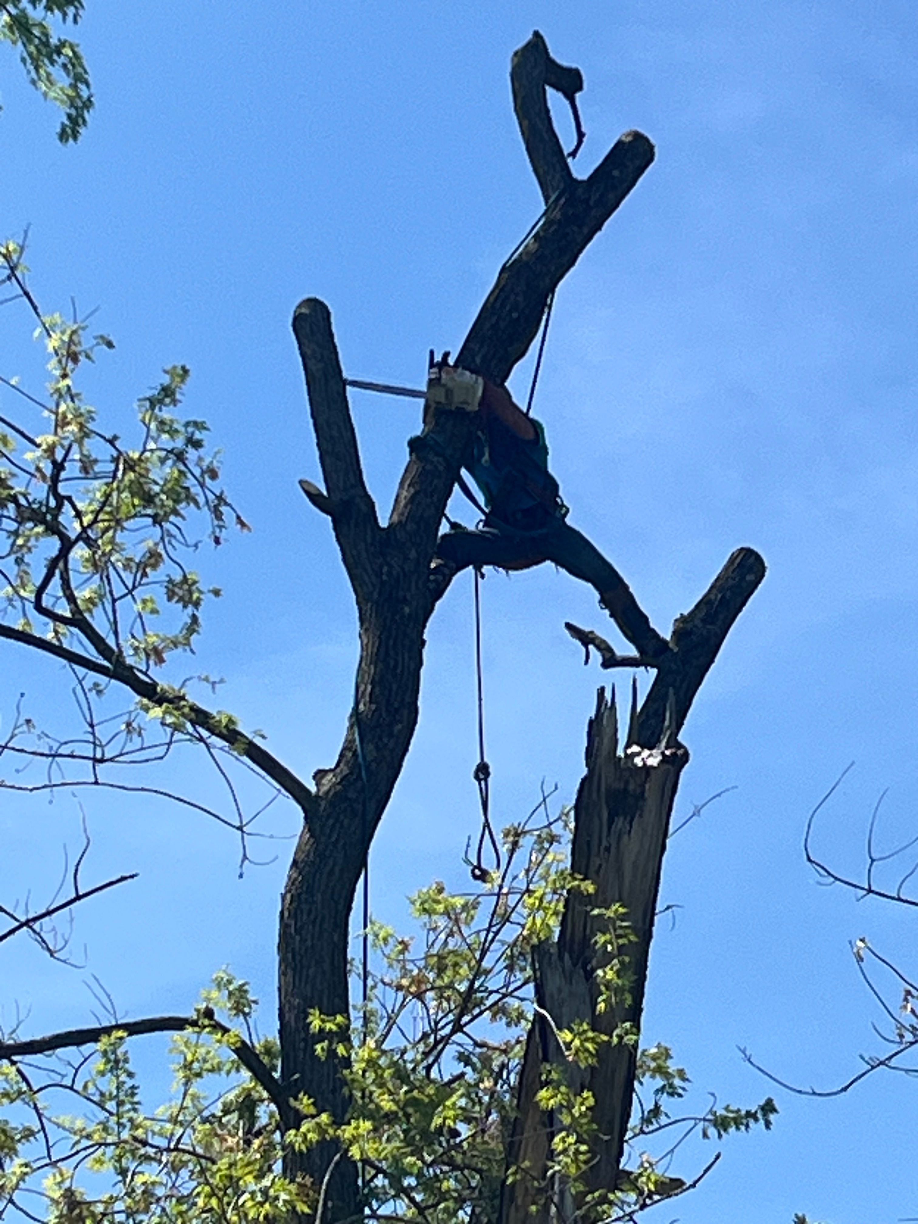  for Stinger Tree Service in Belleville, IL