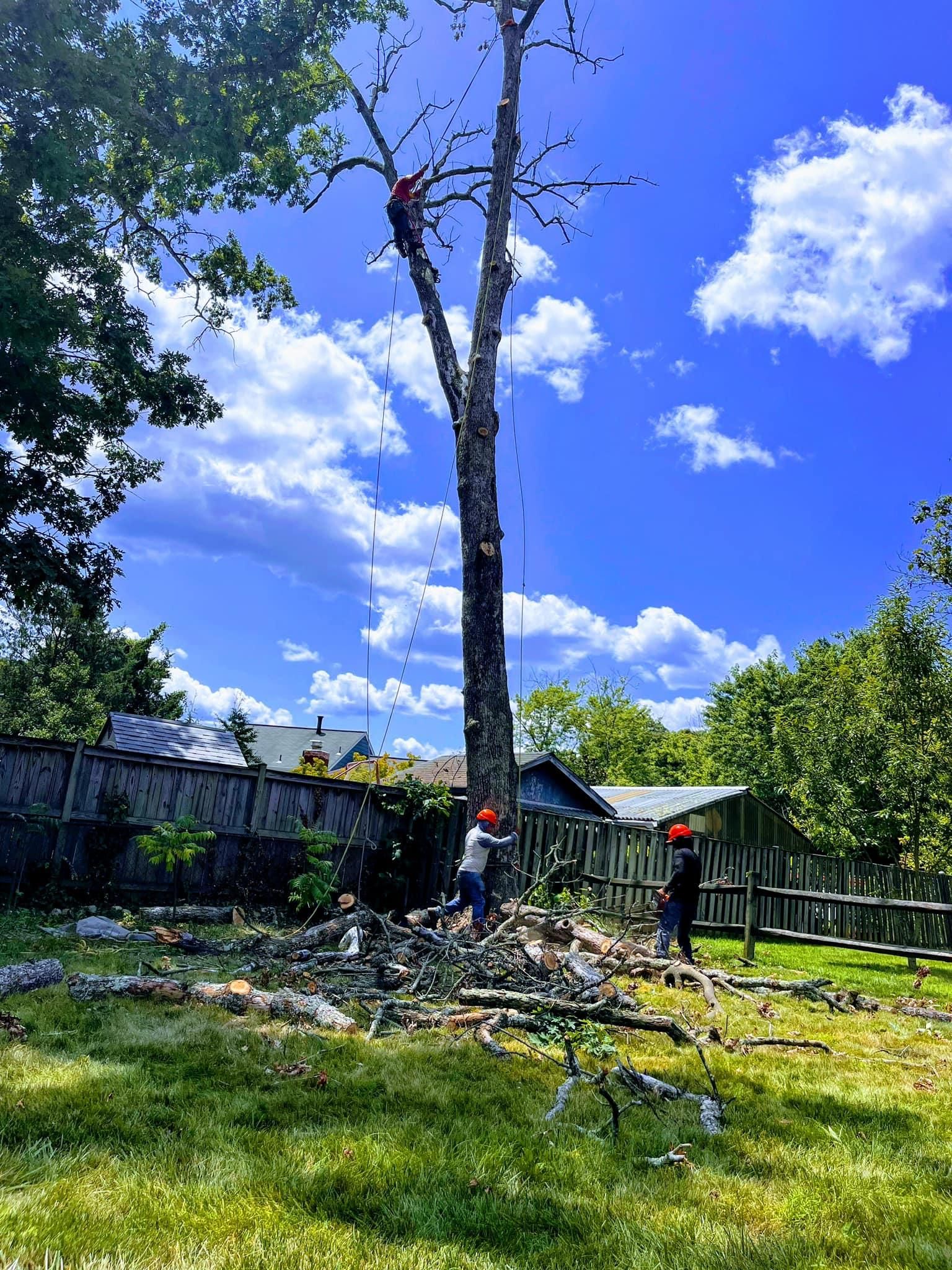  for Ricky's Tree Service & Property Care in Orange, VA