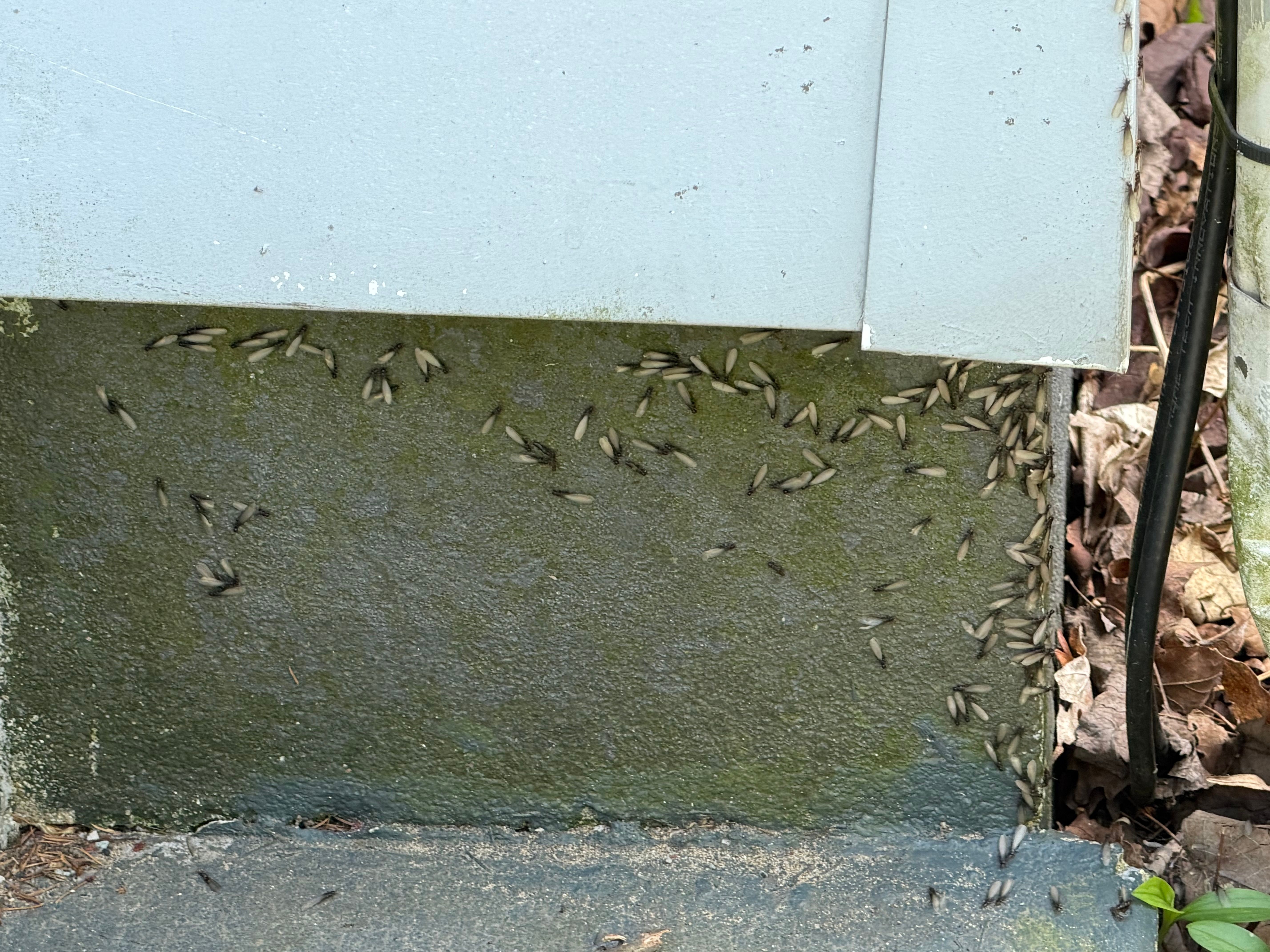  for All-In Pest Control & Home Solutions in Greene County, IN