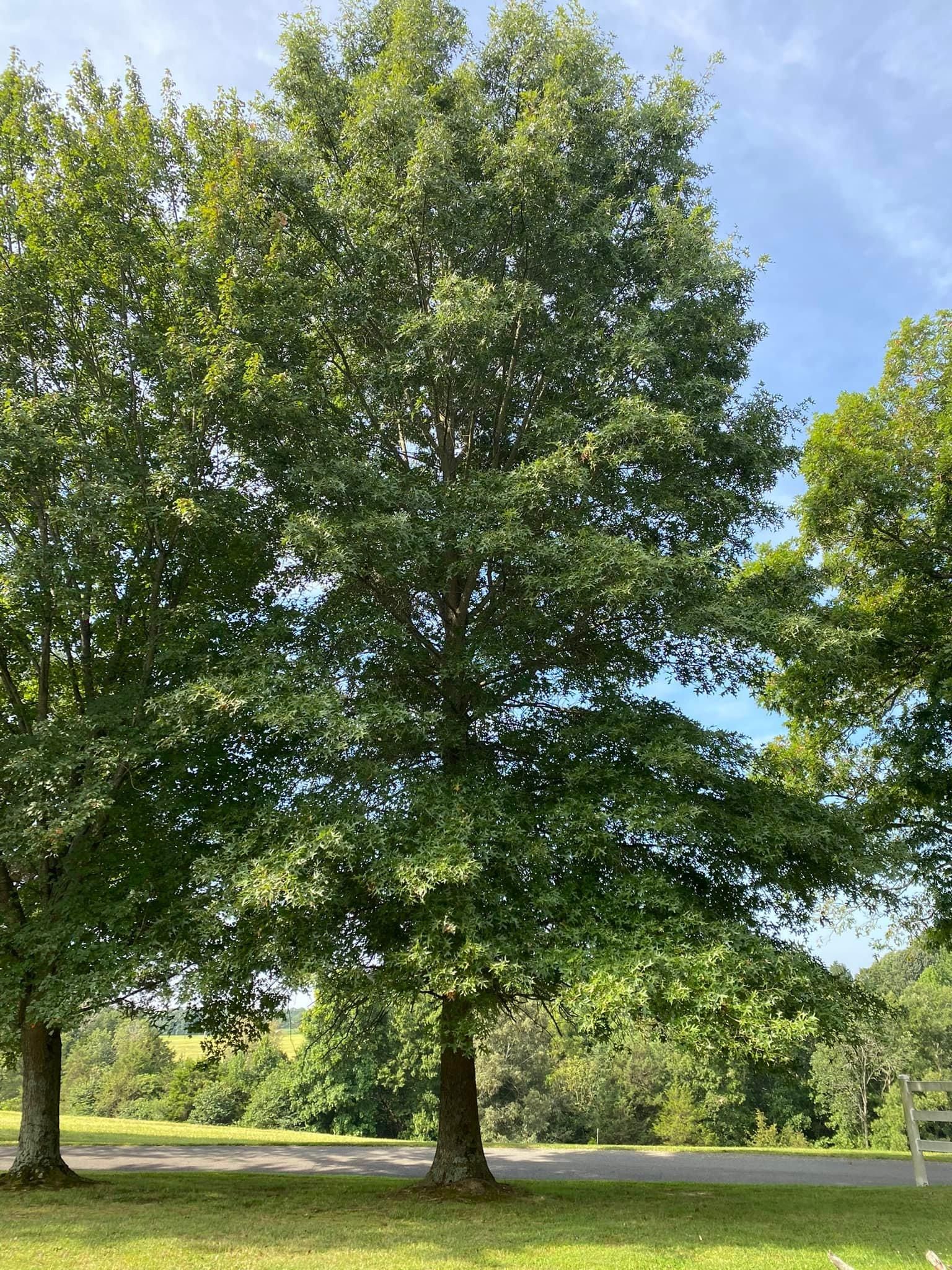 Tree Removal for Atwood’s Tree Care in Liberty,  KY