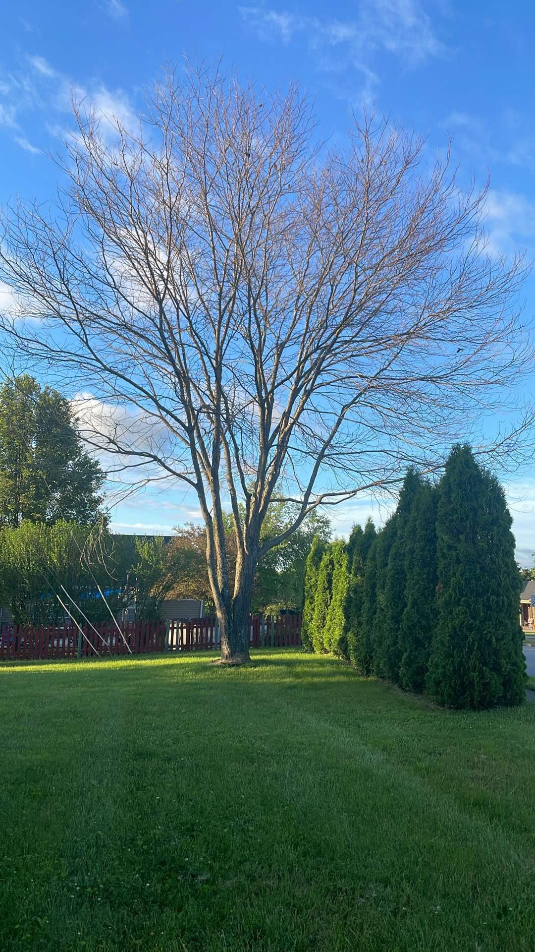 All Photos for Houtz Tree Service in Lexington, KY
