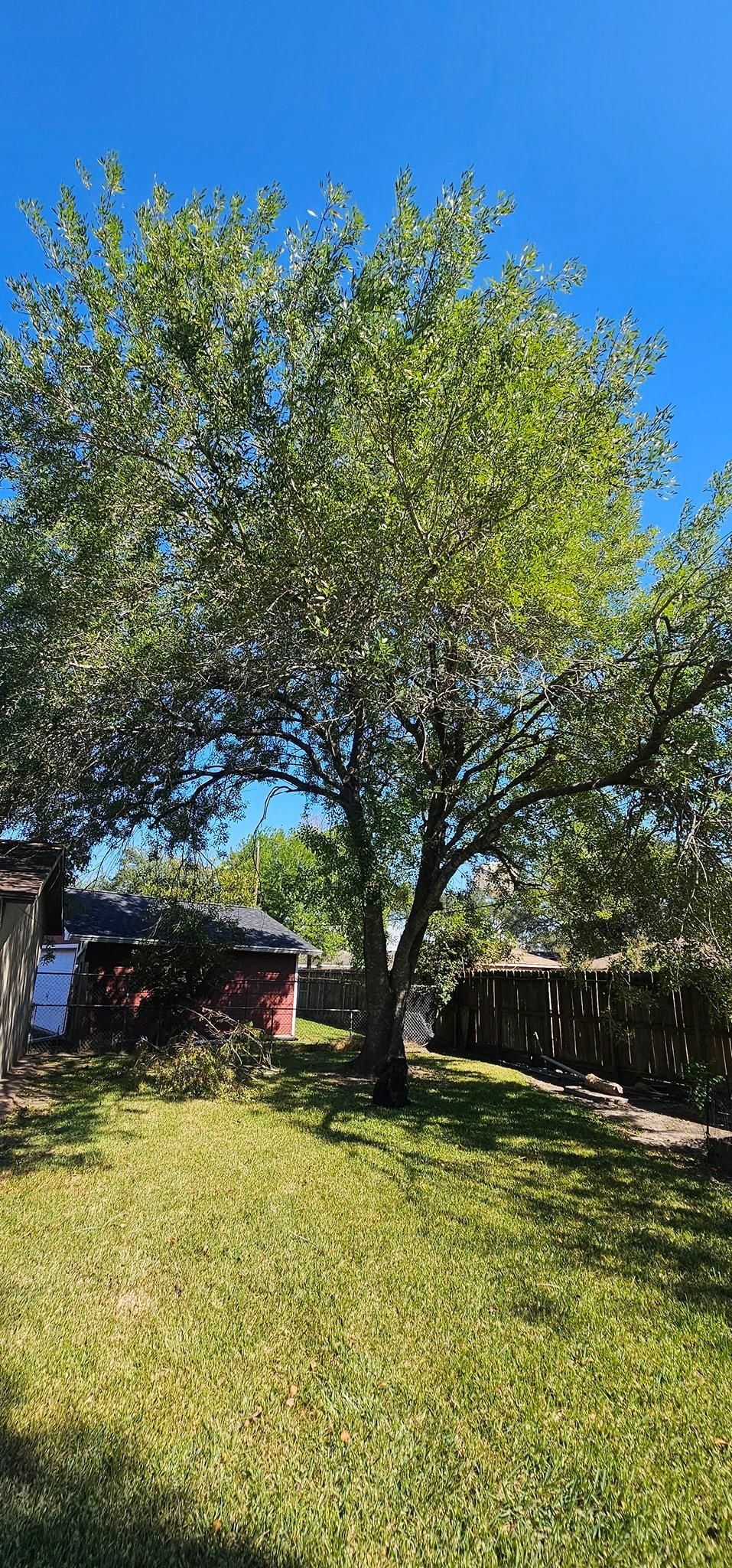  for Servin's Tree Care  in Houston, TX