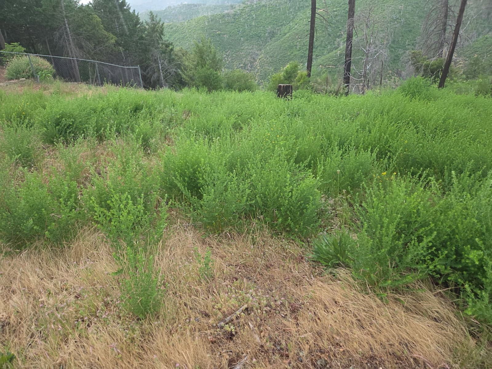 Hardscaping Landscaping for Gregg Yard Maintenance in Paradise, CA