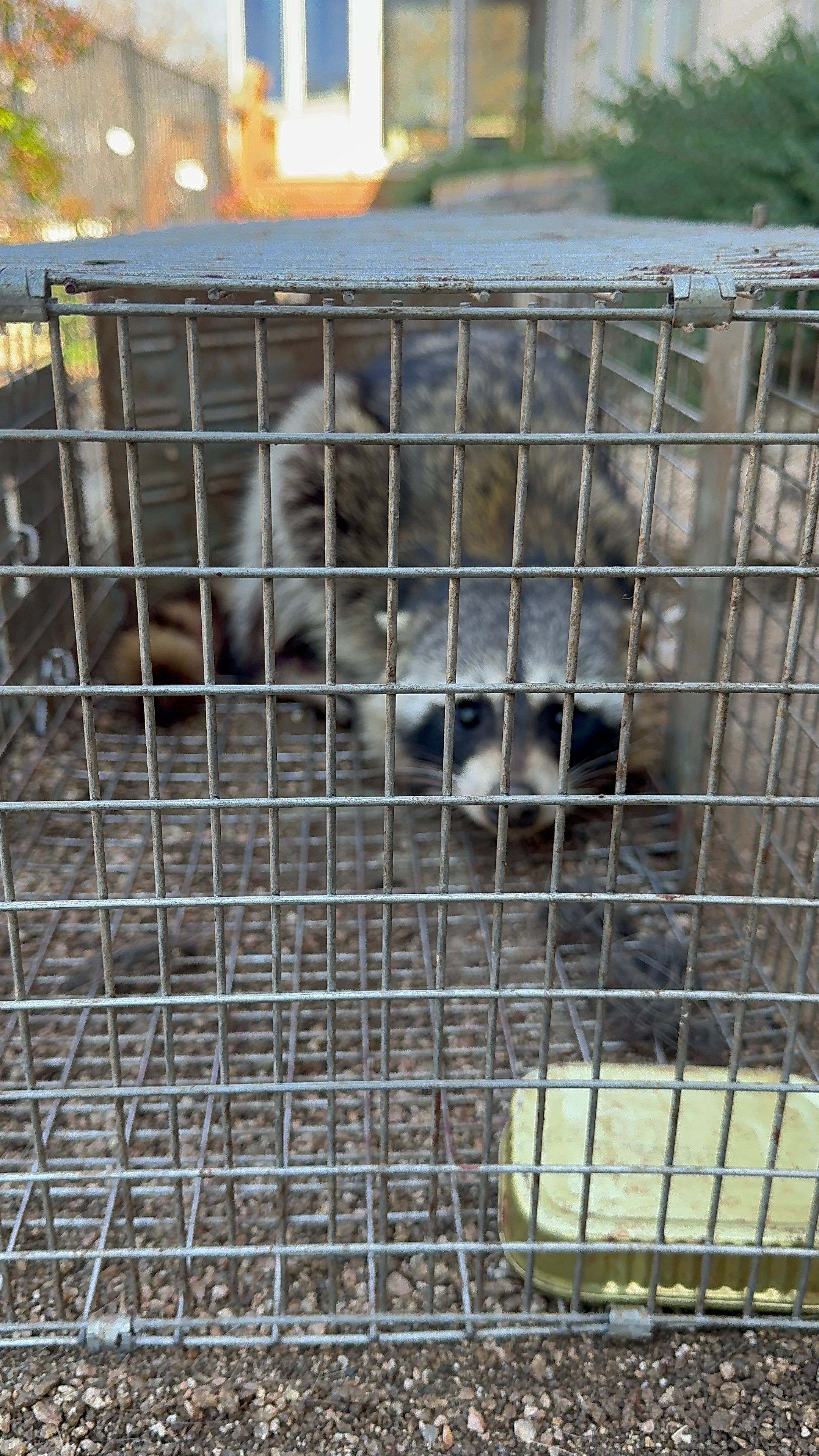 All Photos for The Critter Crew in DFW, TX