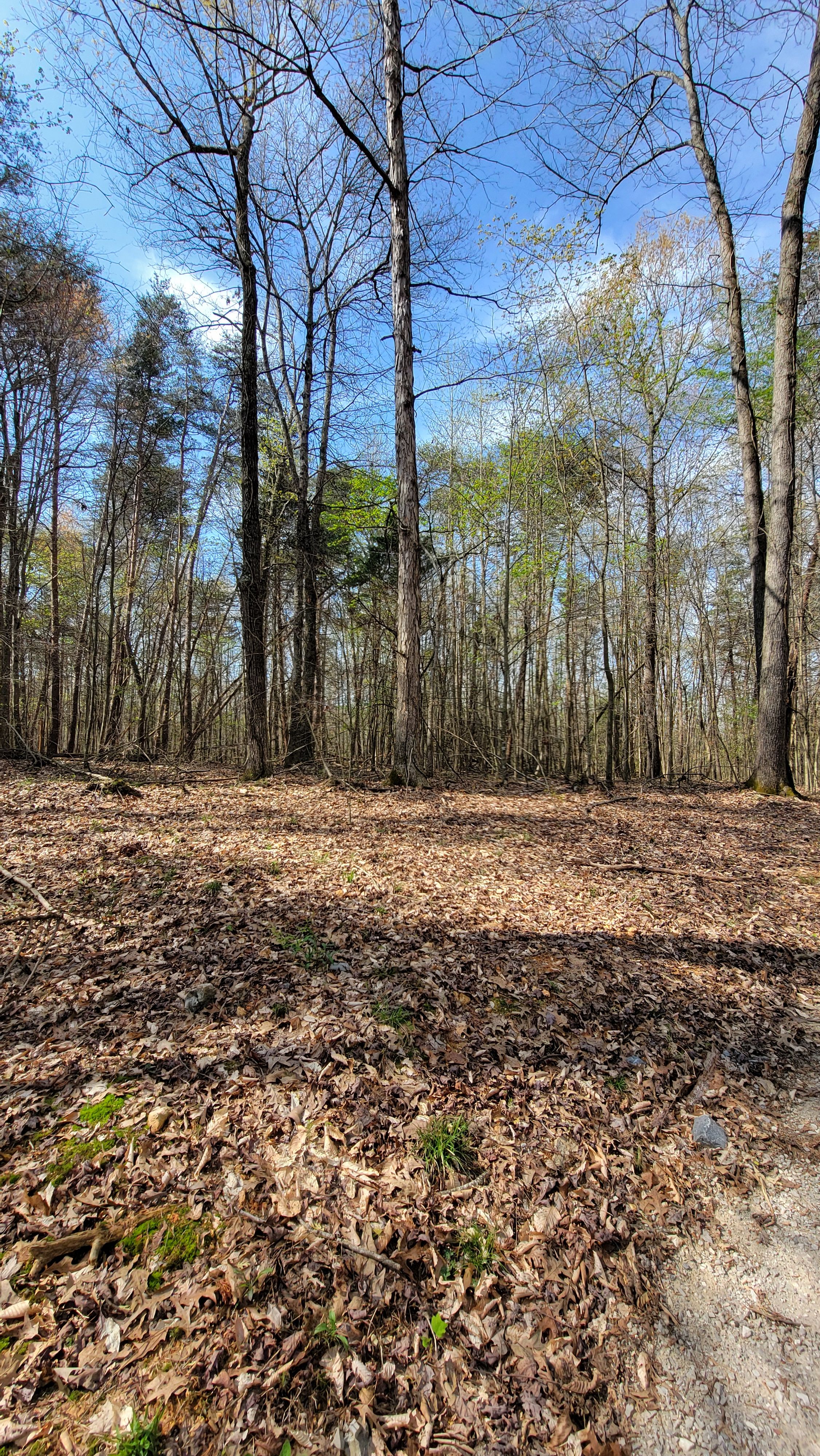  for Z's Land Management & Forestry Mulching in Smithville, TN