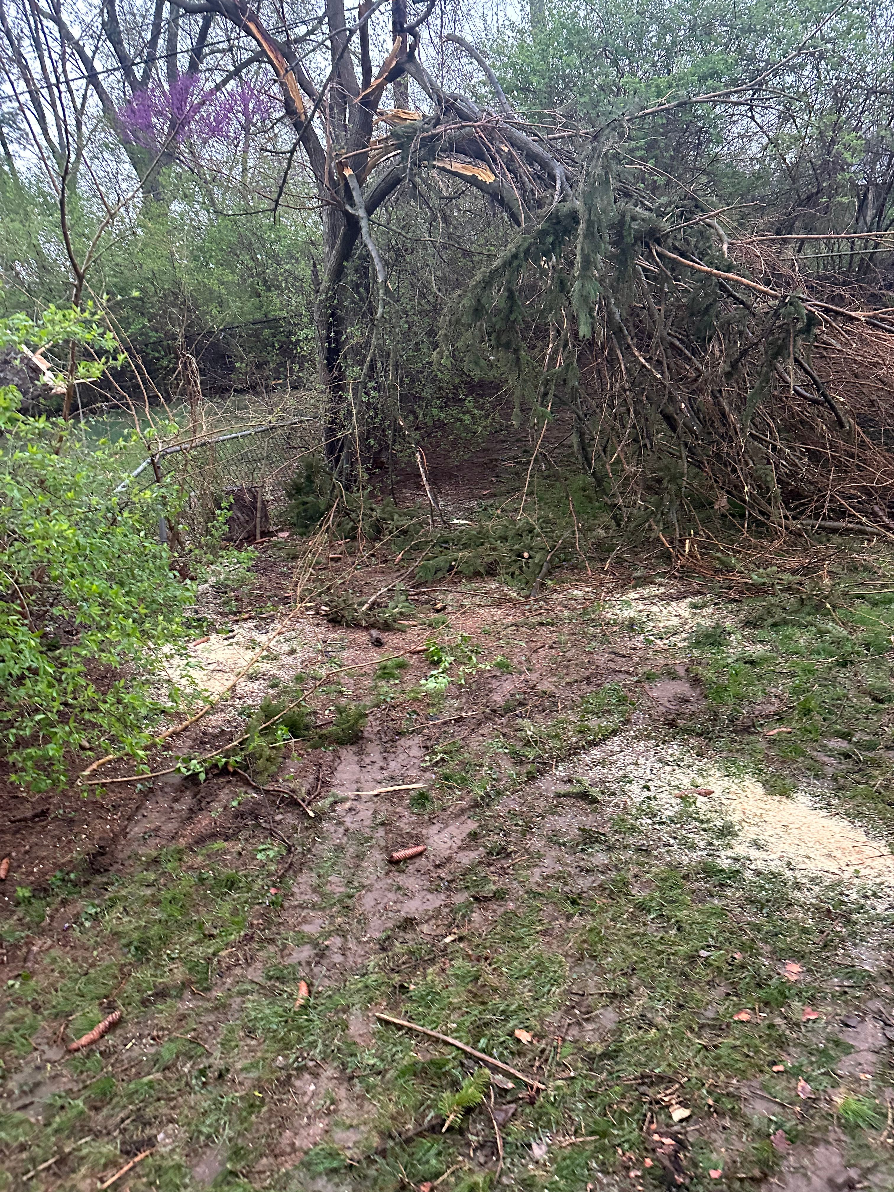 All Photos for Pro Tree Trim & Removal, Llc in Dayton, OH