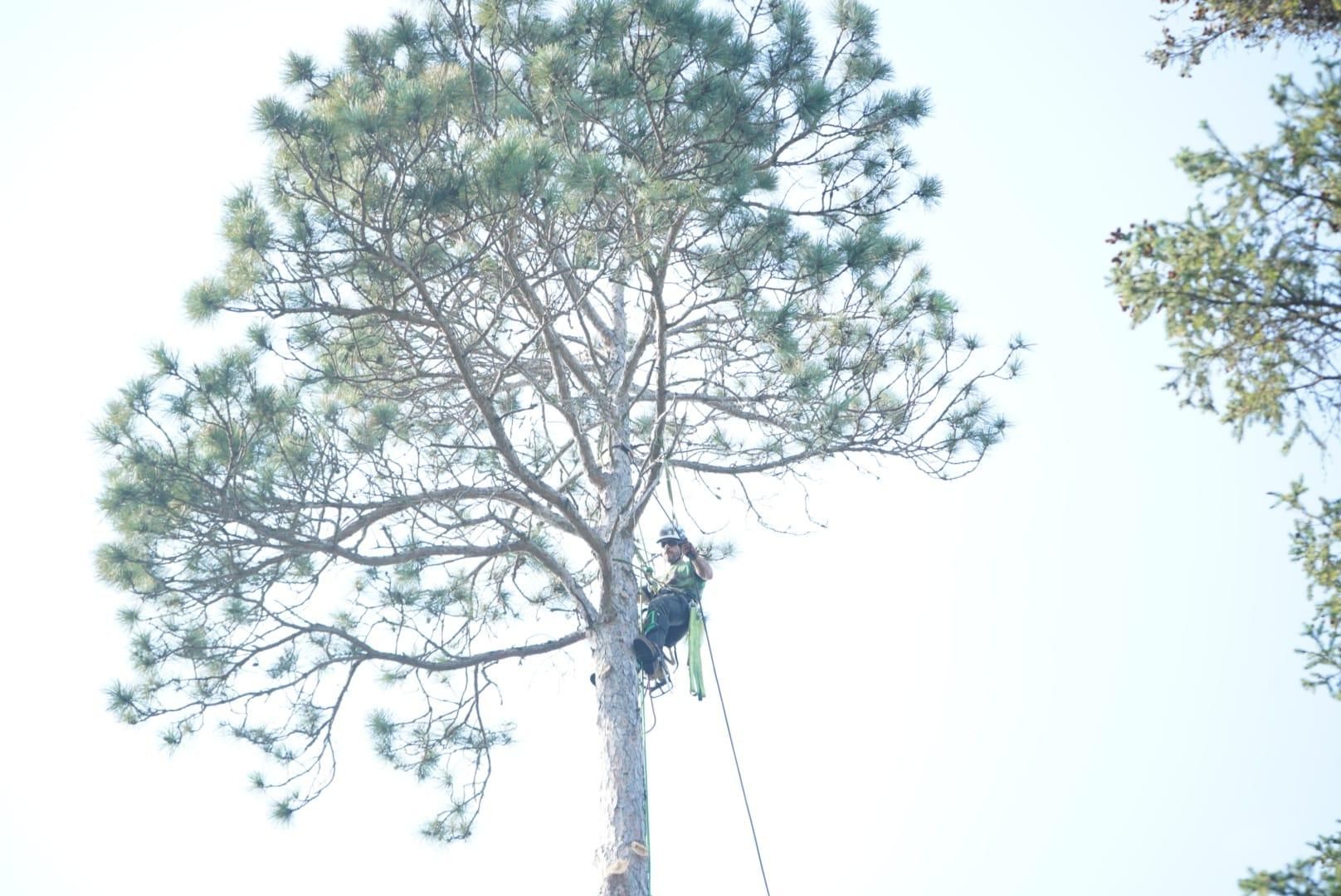  for Dan's Tree Service LLC in Bemidji, MN