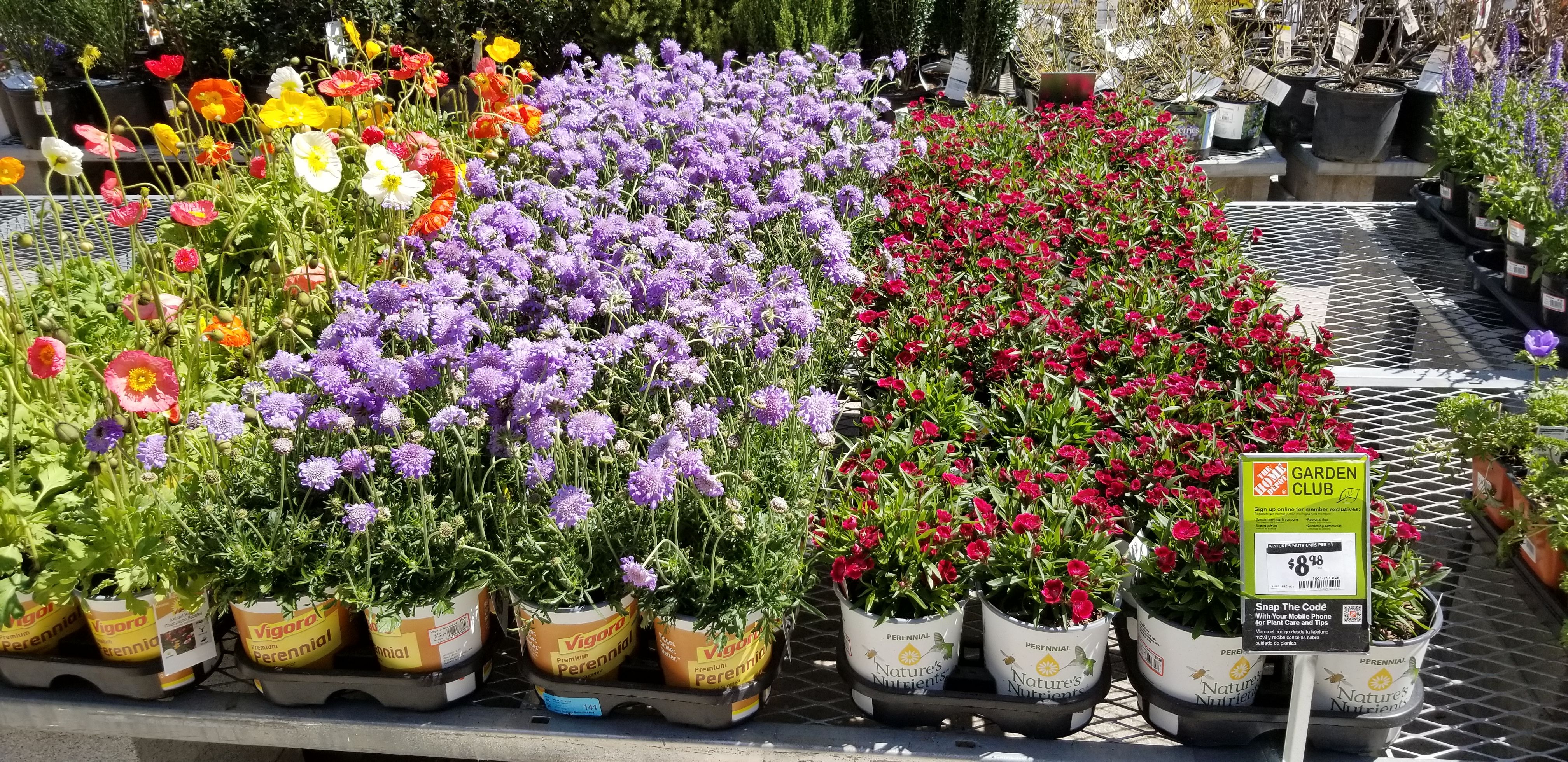 Flower & Tree Planting for Landscape Innovations LLC in Torrington, CT