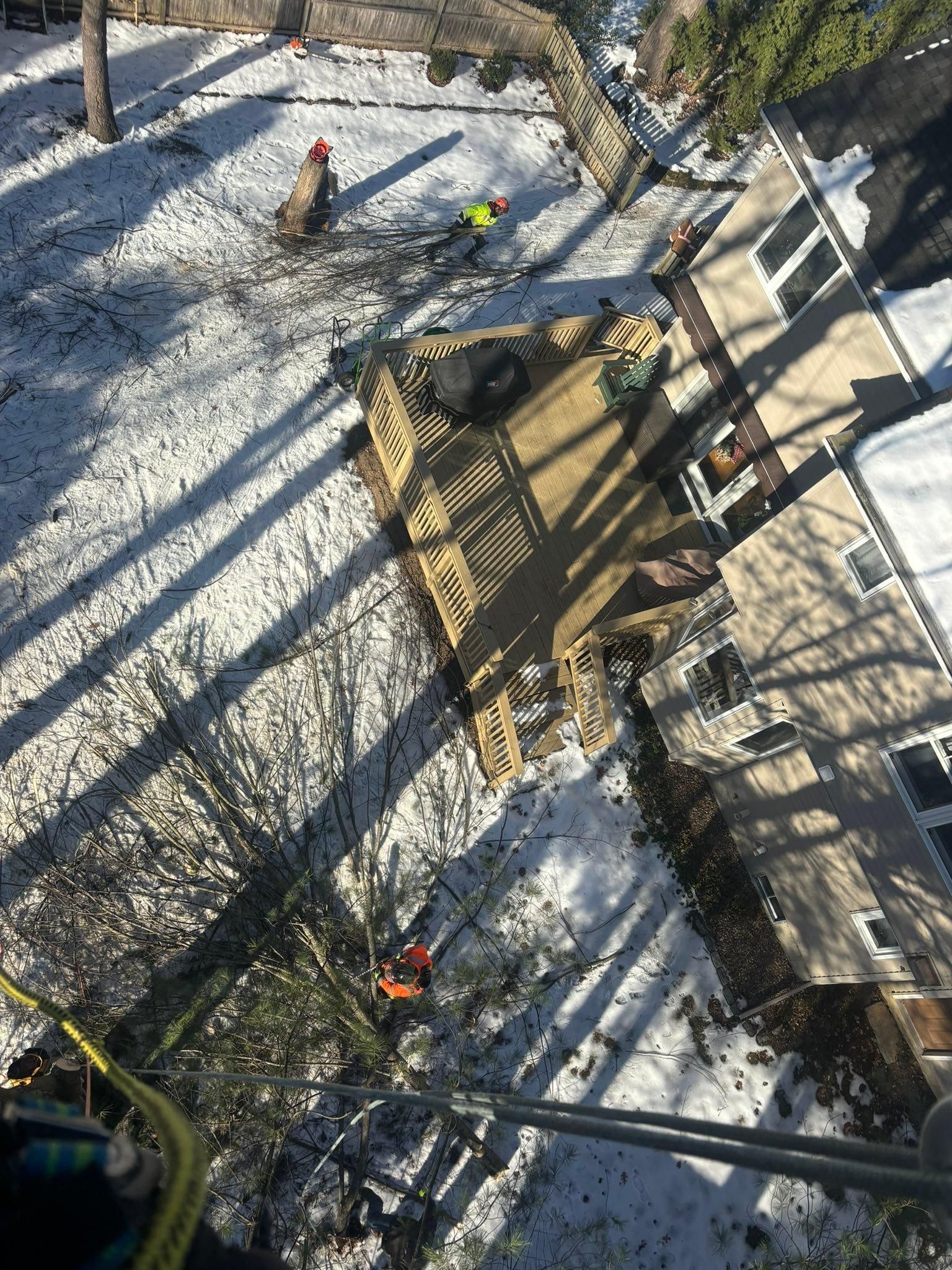  for T's Trees in Albany, NY