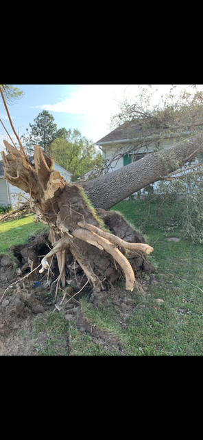 All Photos for Allstate Tree Service and Crane in Spring Lake Park, MN