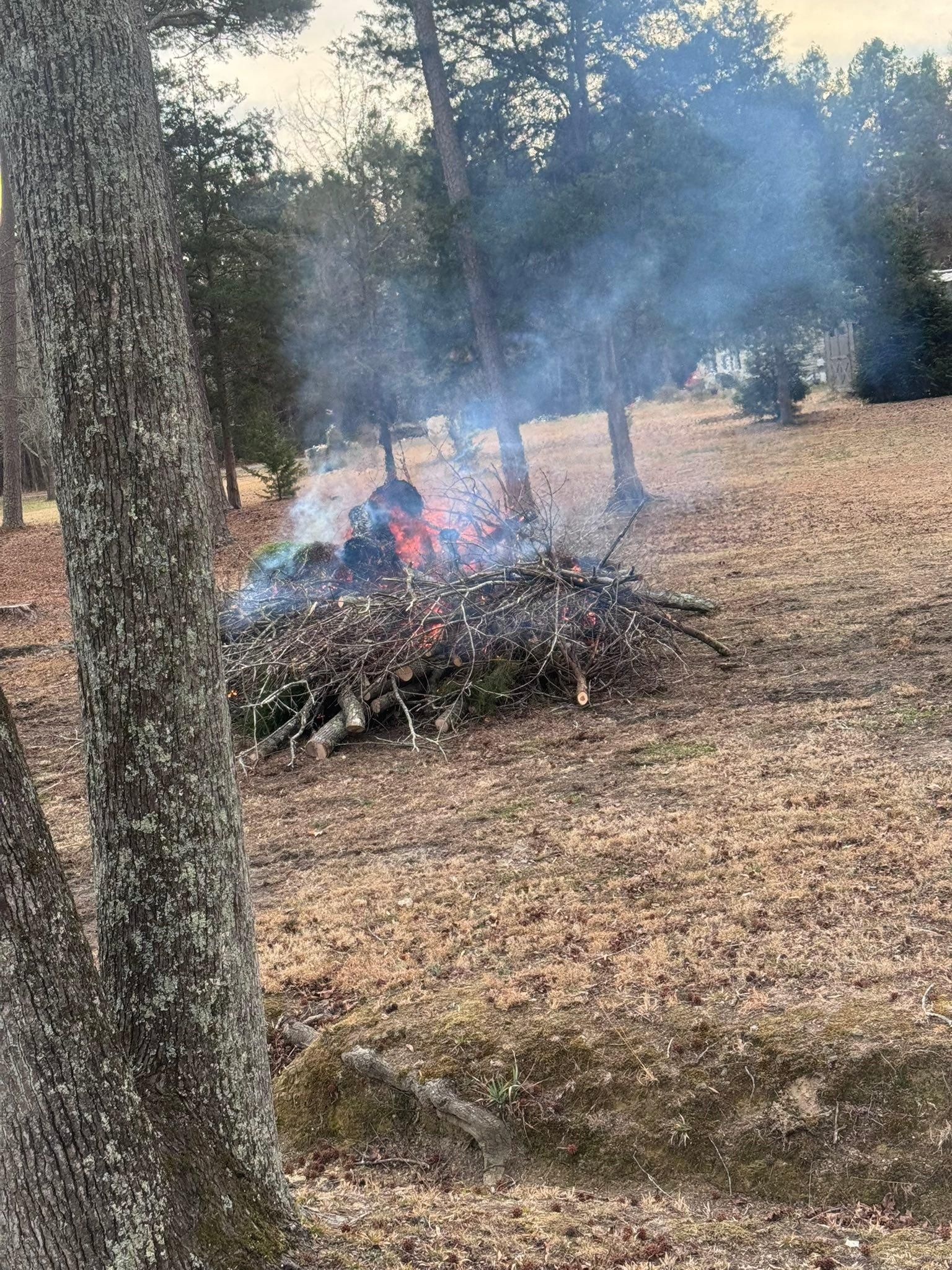  for Diversified Tree Company in Trinity, NC