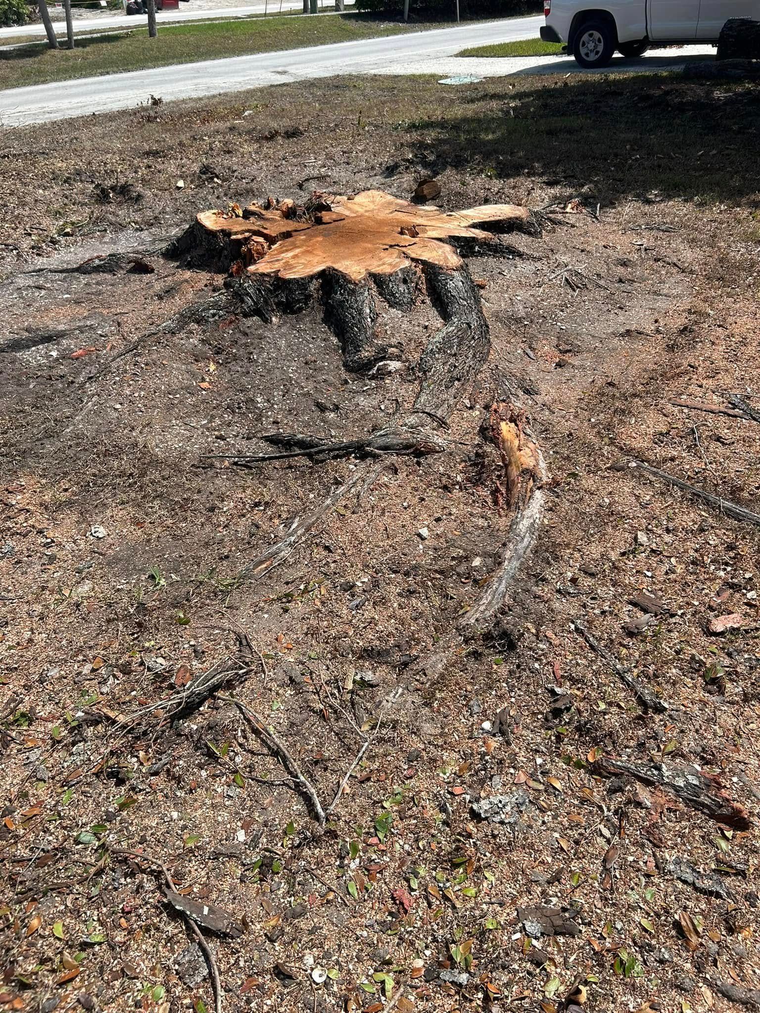 for Grizzly Stump Grinding in Sarasota, FL
