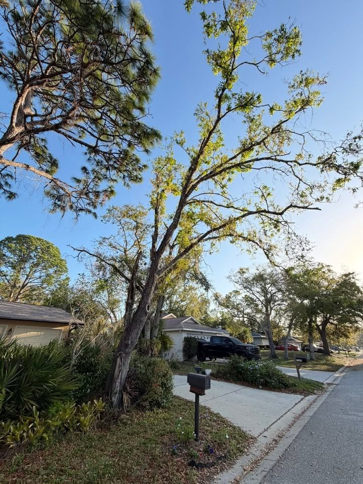  for Damian’s Tree Care in Sarasota, FL