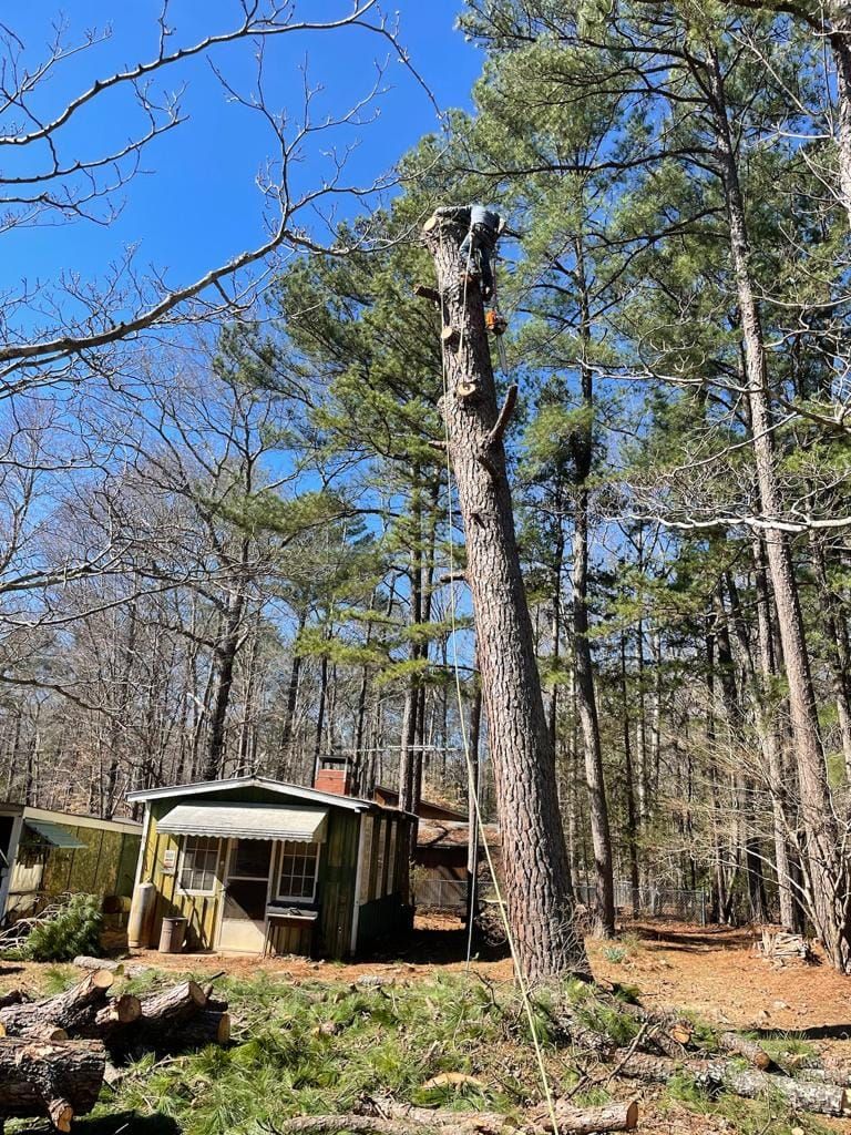 Tree Removal for Rosales Landscaping LLC in Lake Gaston, North Carolina