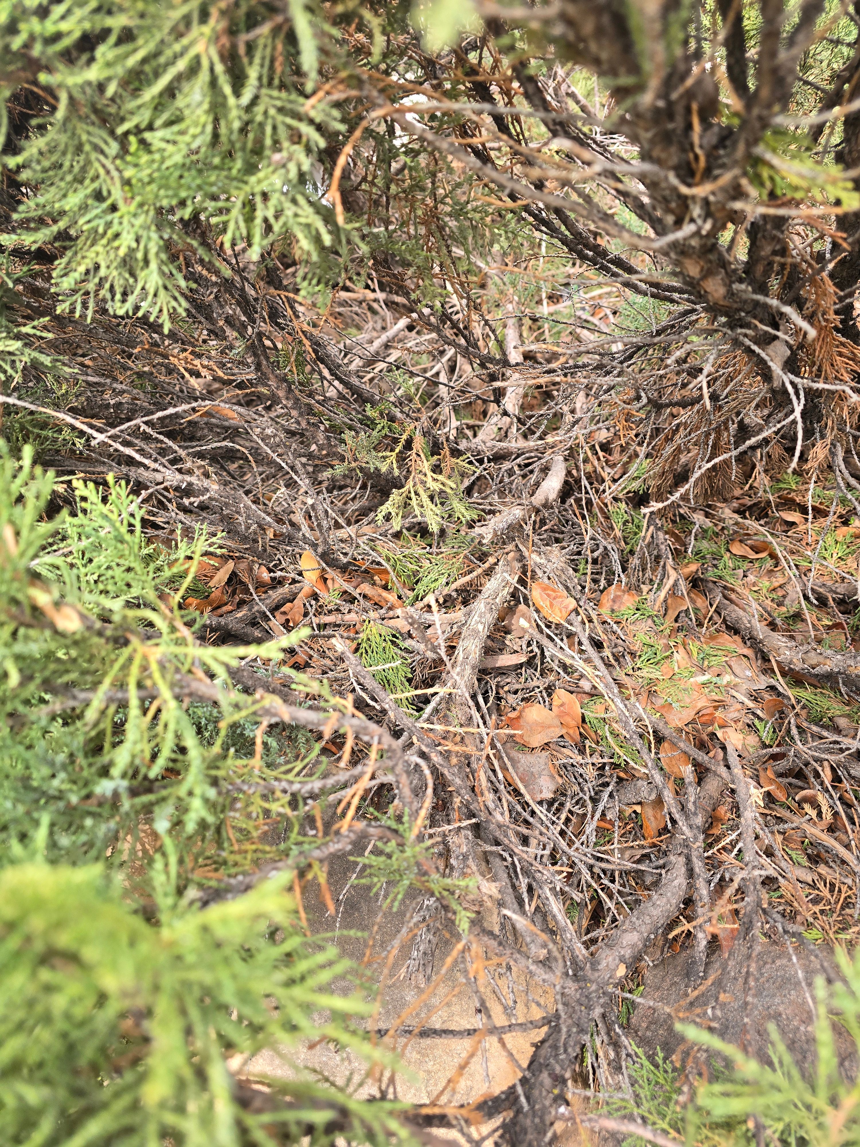 All Photos for LRS: Landscape, Rescue, Snow in Silt, CO