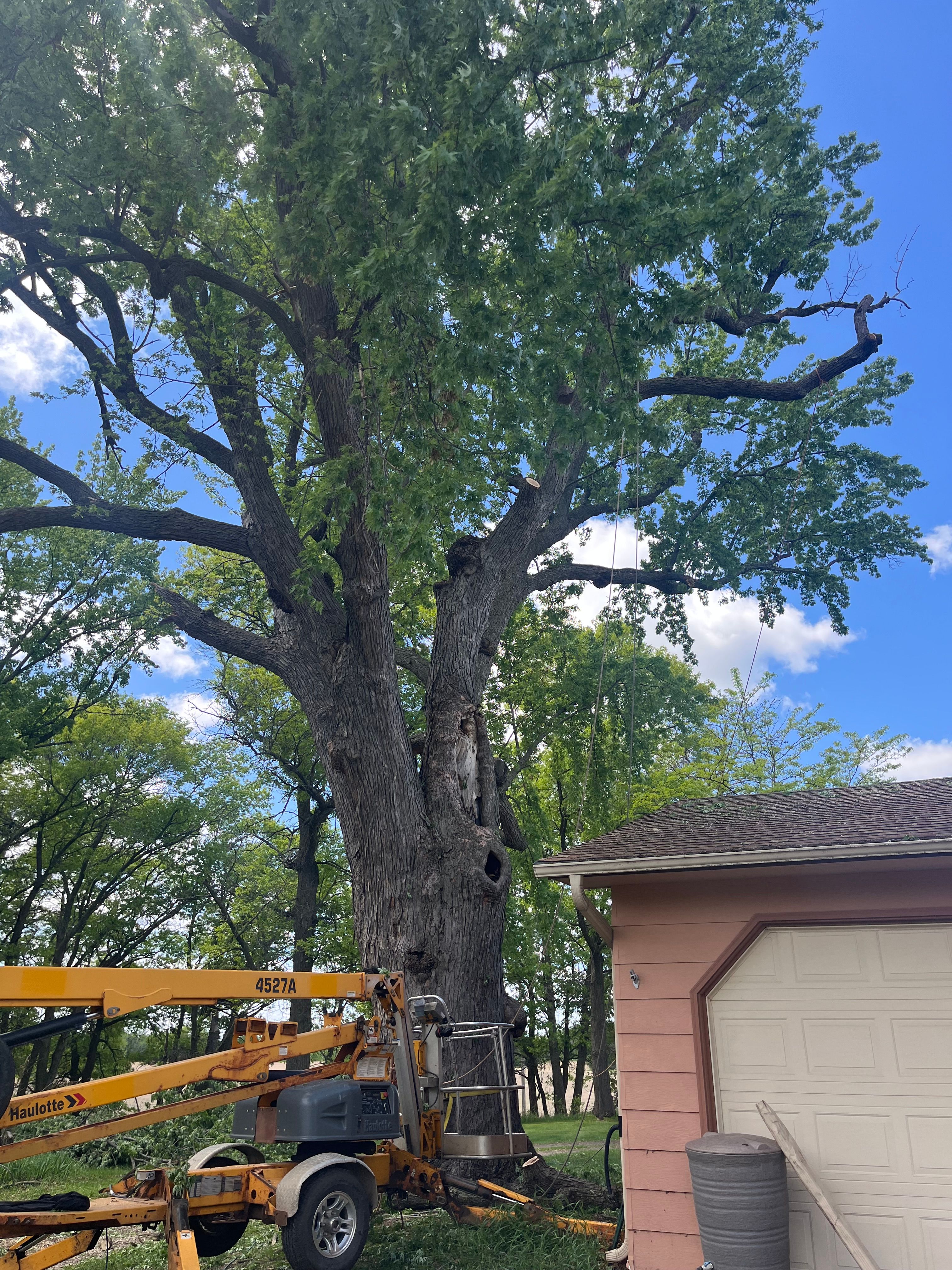 All Photos for K and Z Tree Care in Andover, MN