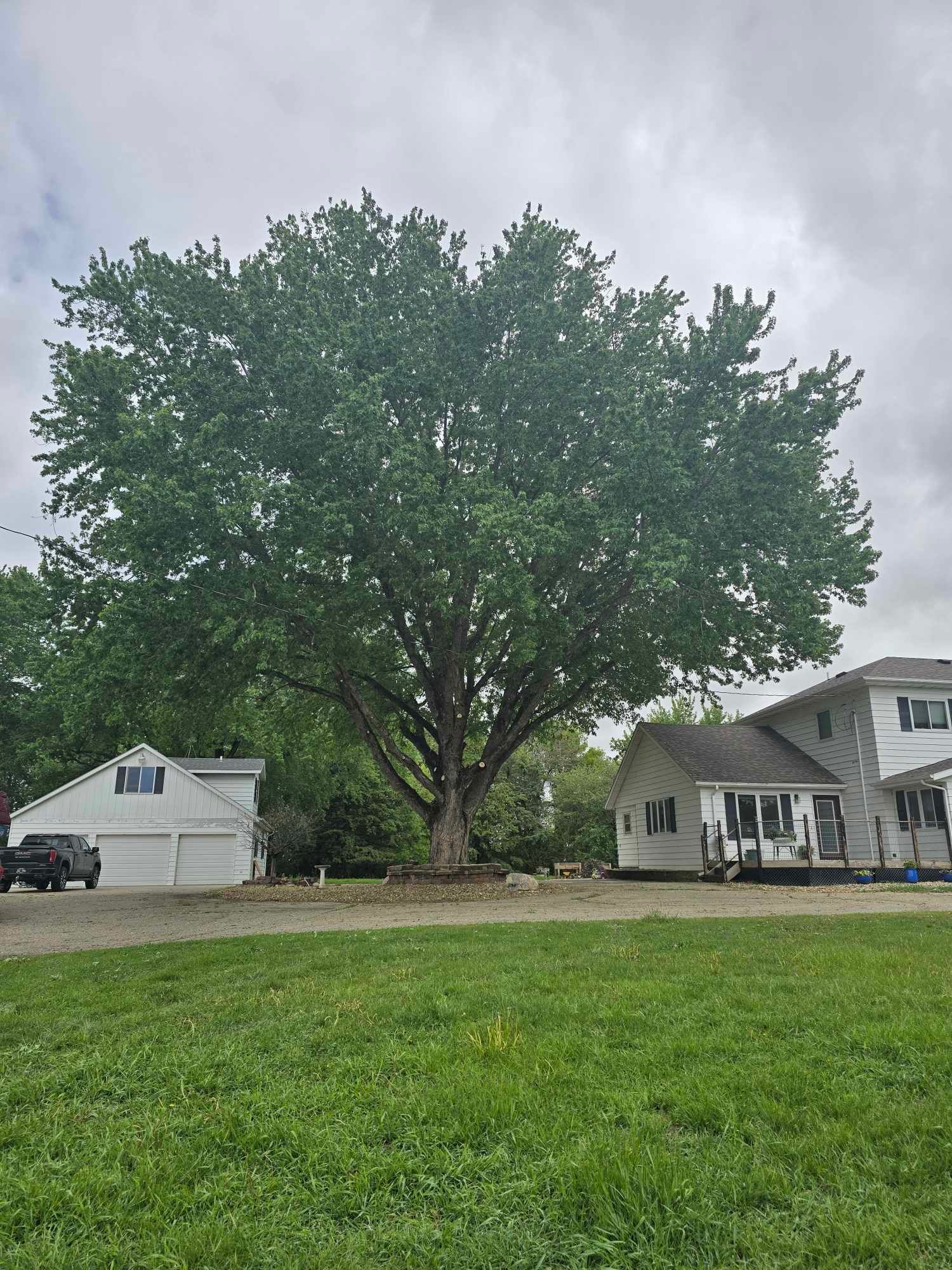  for Tree Tech in Luverne, MN