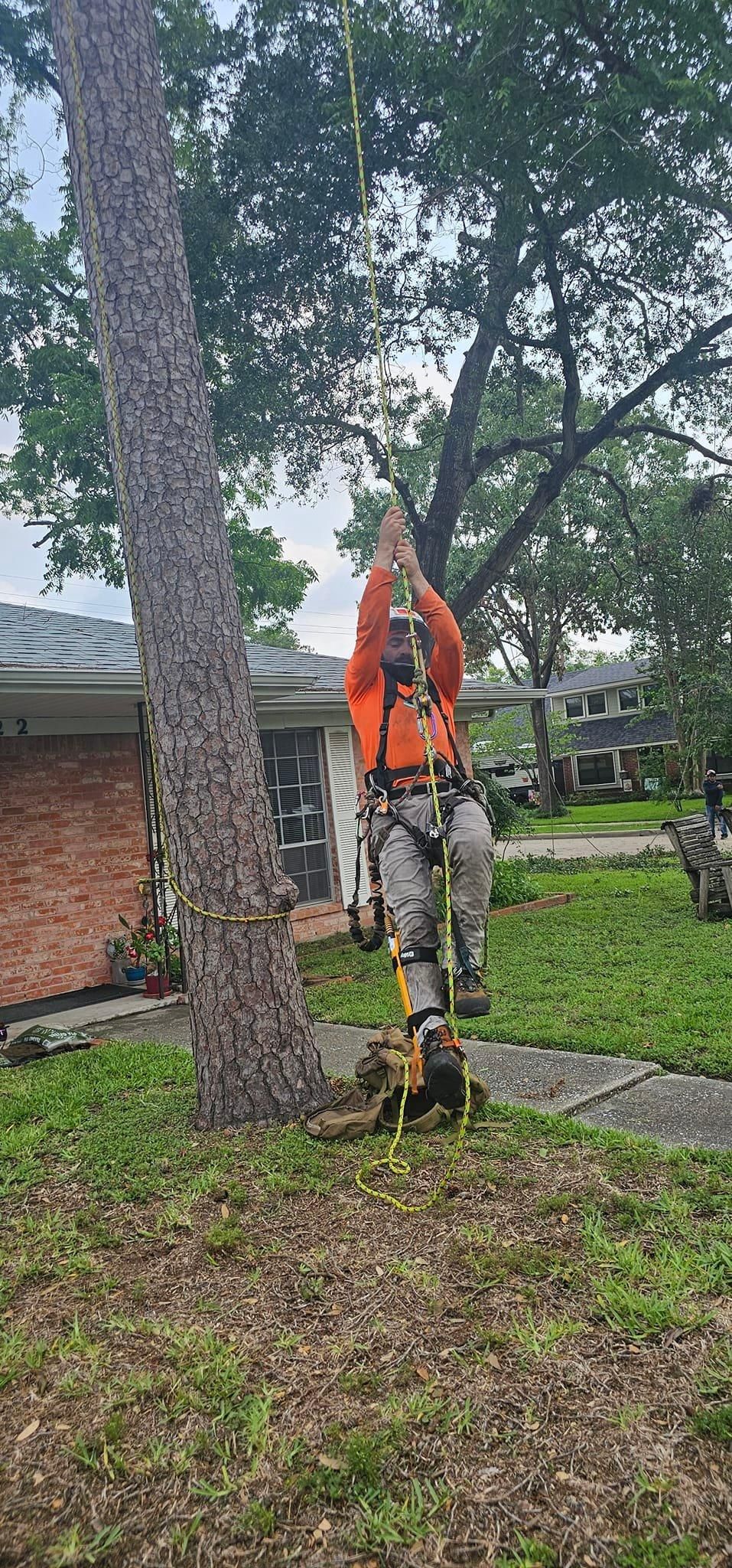 All Photos for Servin's Tree Care  in Houston, TX