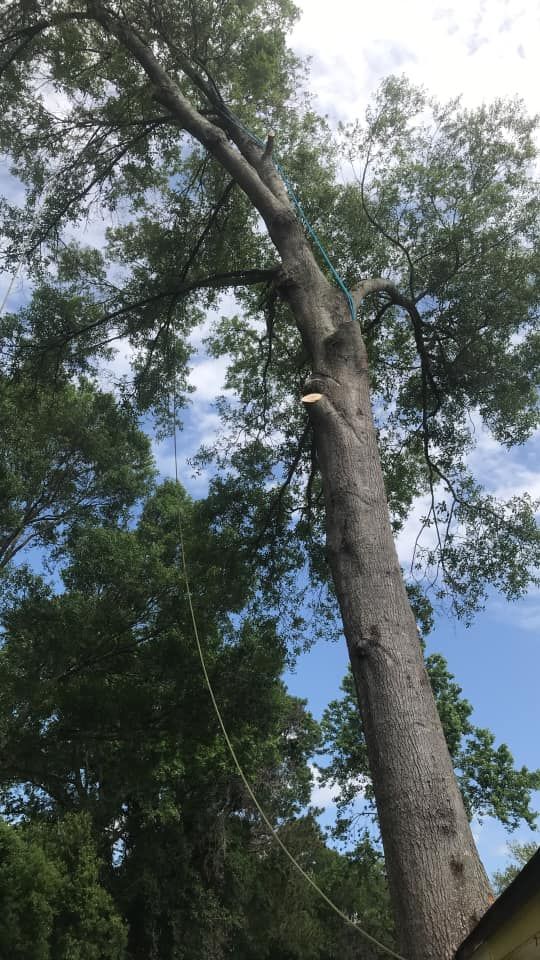  for Fast Cut Tree Service in Jacksonville Heights, FL