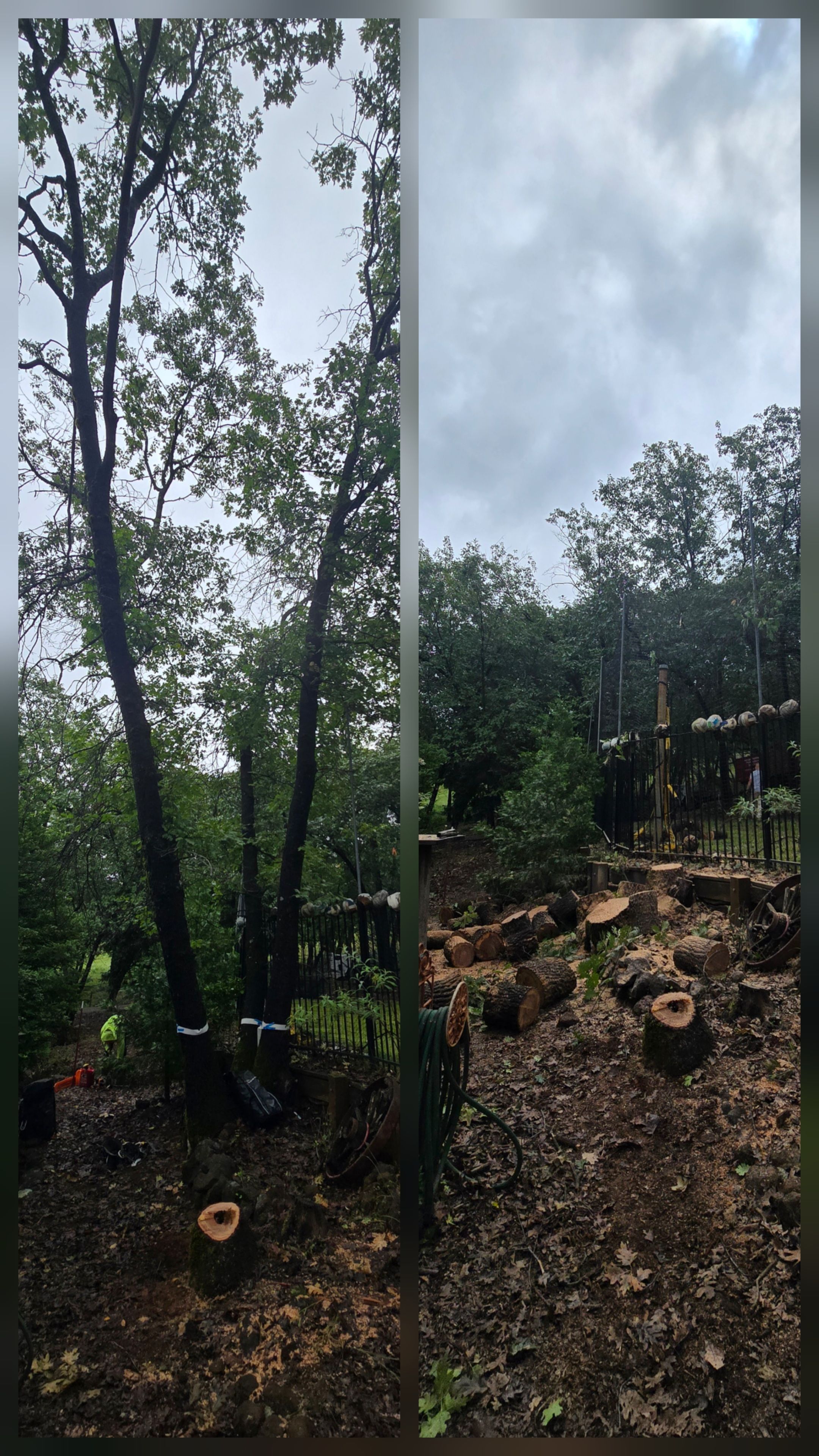  for George Staddan's Professional Tree Care in Placerville, CA