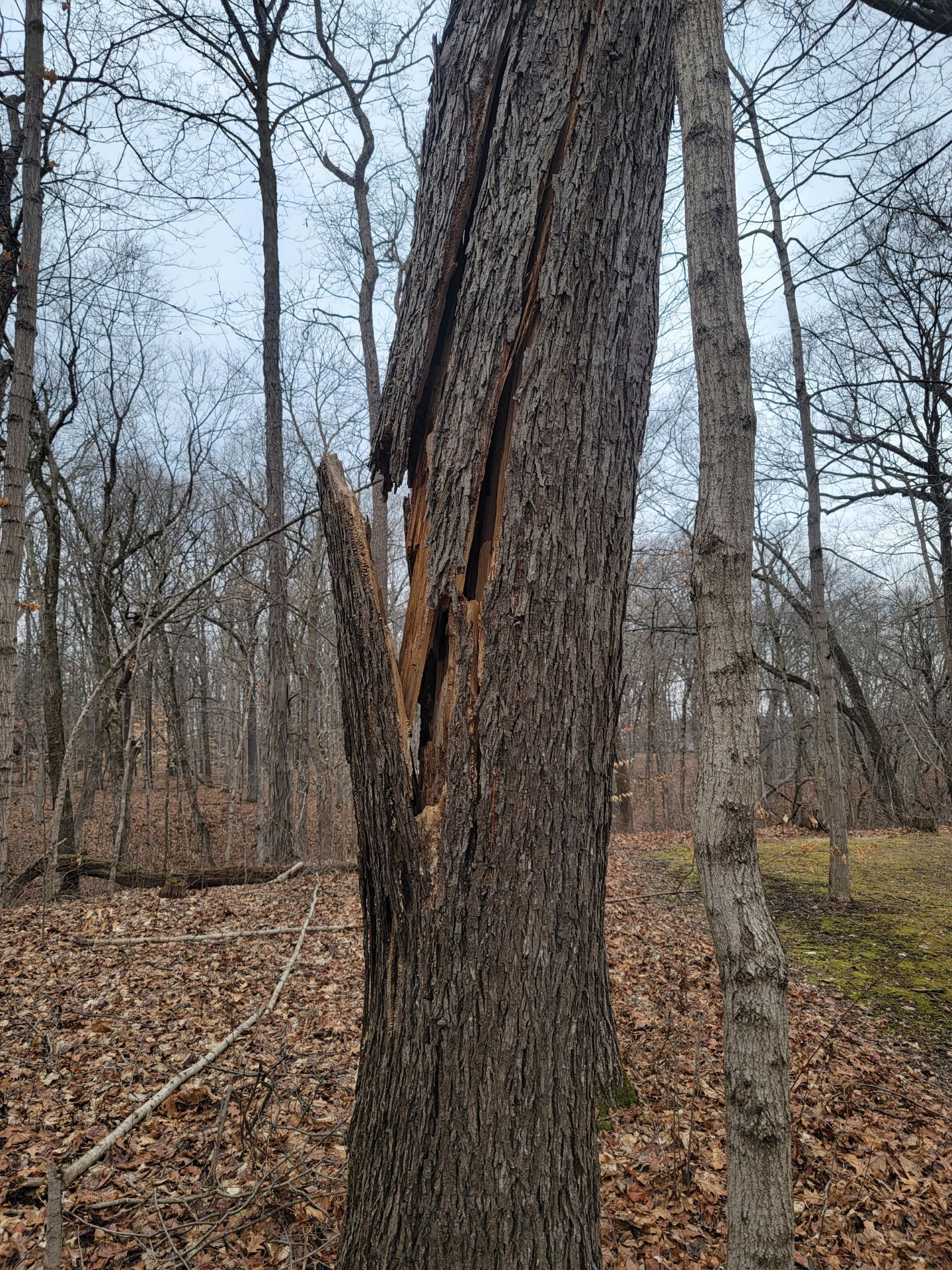  for Advanced Tree Solutions in Rockville, IN