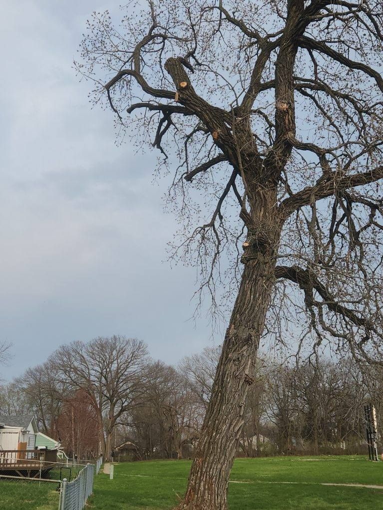  for Lawn Ranger Yard And Tree Service in Ottumwa, IA