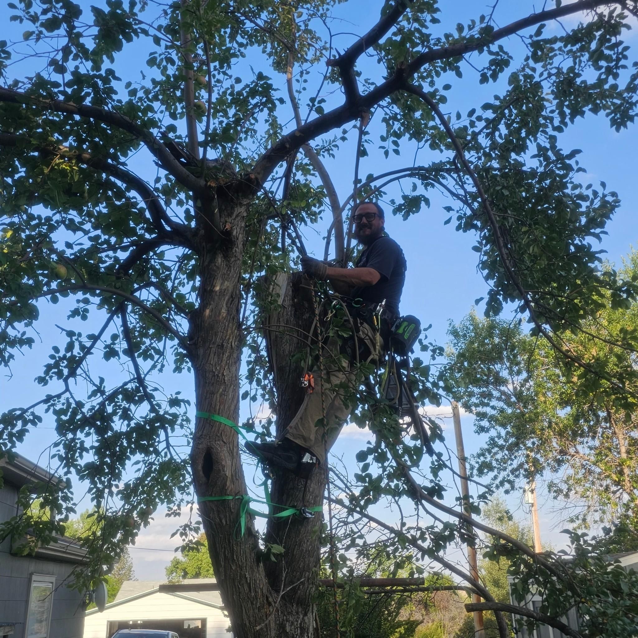  for Two Fellers Tree Service in Buffalo, WY