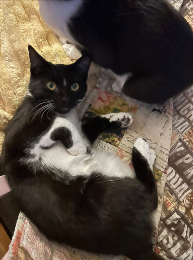  for Sullivan Sanctuary of Maine in Brunswick, ME