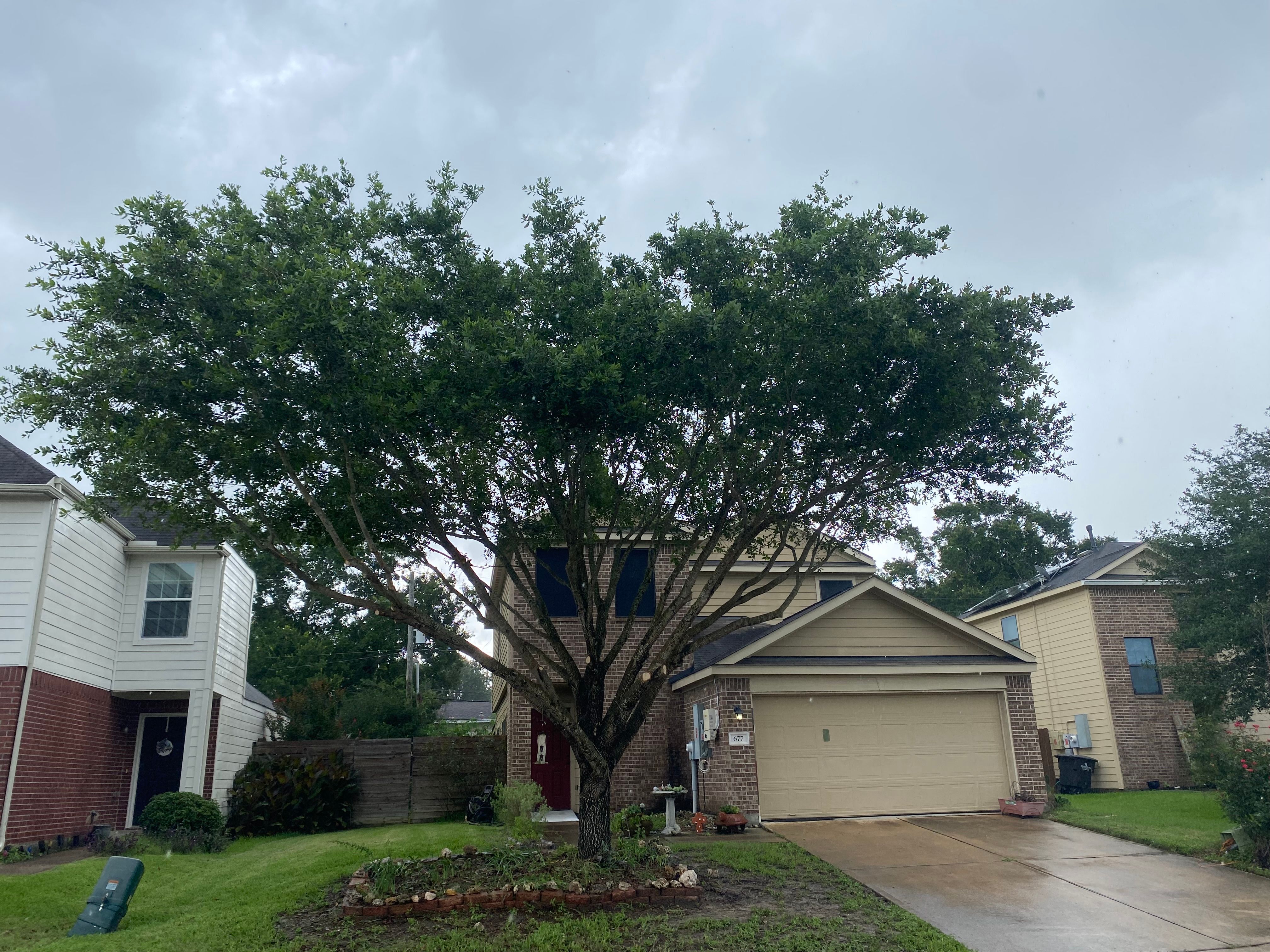  for Greenfield Tree Services in Manvel, TX