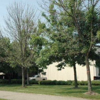  for Sky High Tree Service in Columbia, MO