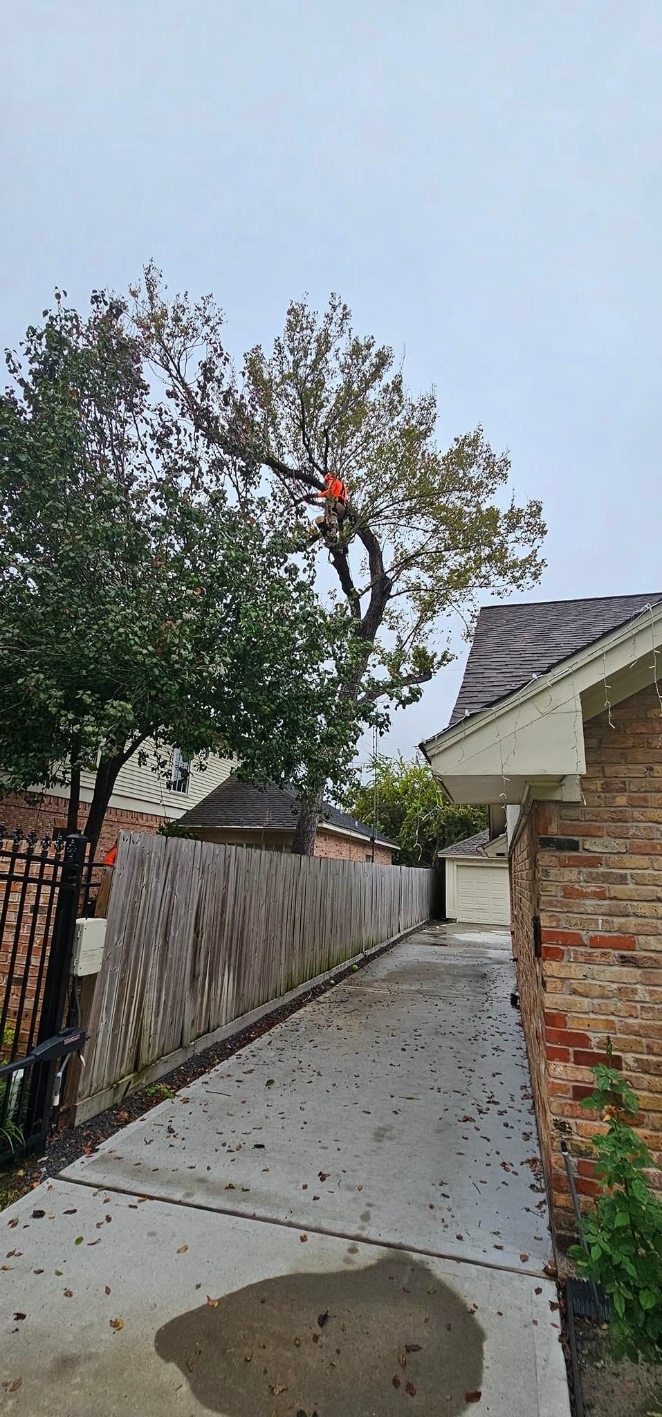  for Servin's Tree Care  in Houston, TX