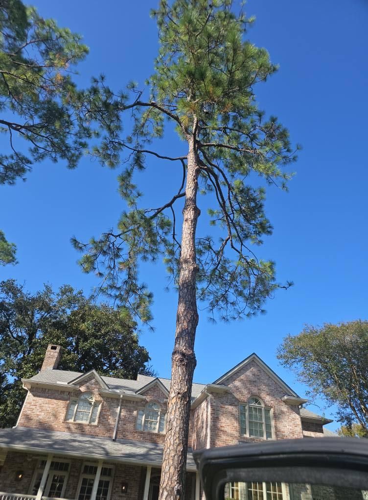  for Servin's Tree Care  in Houston, TX