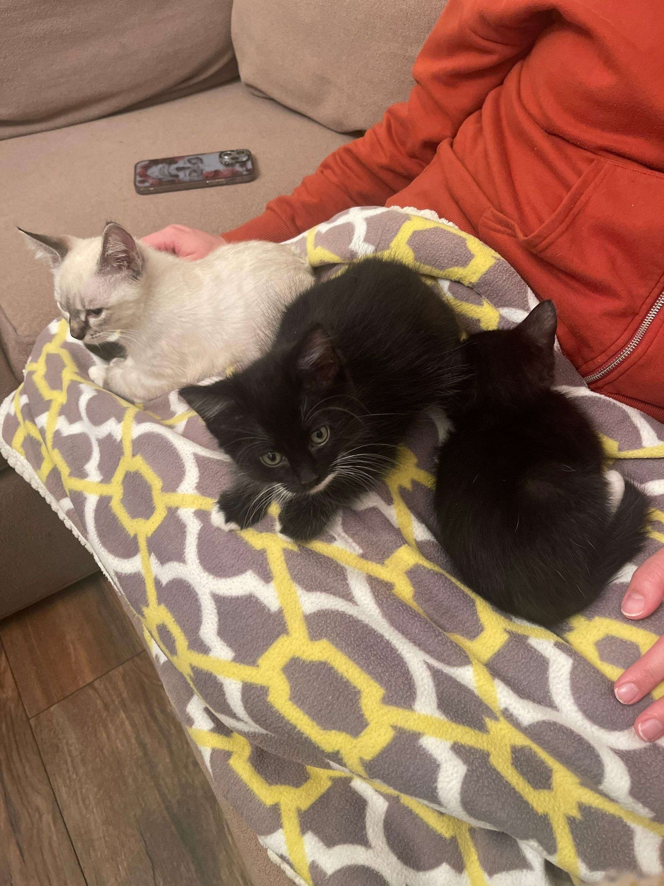 It's really about the pets we meet along the way... for Mr. Pipe Dreams LLC in Colorado Springs, CO