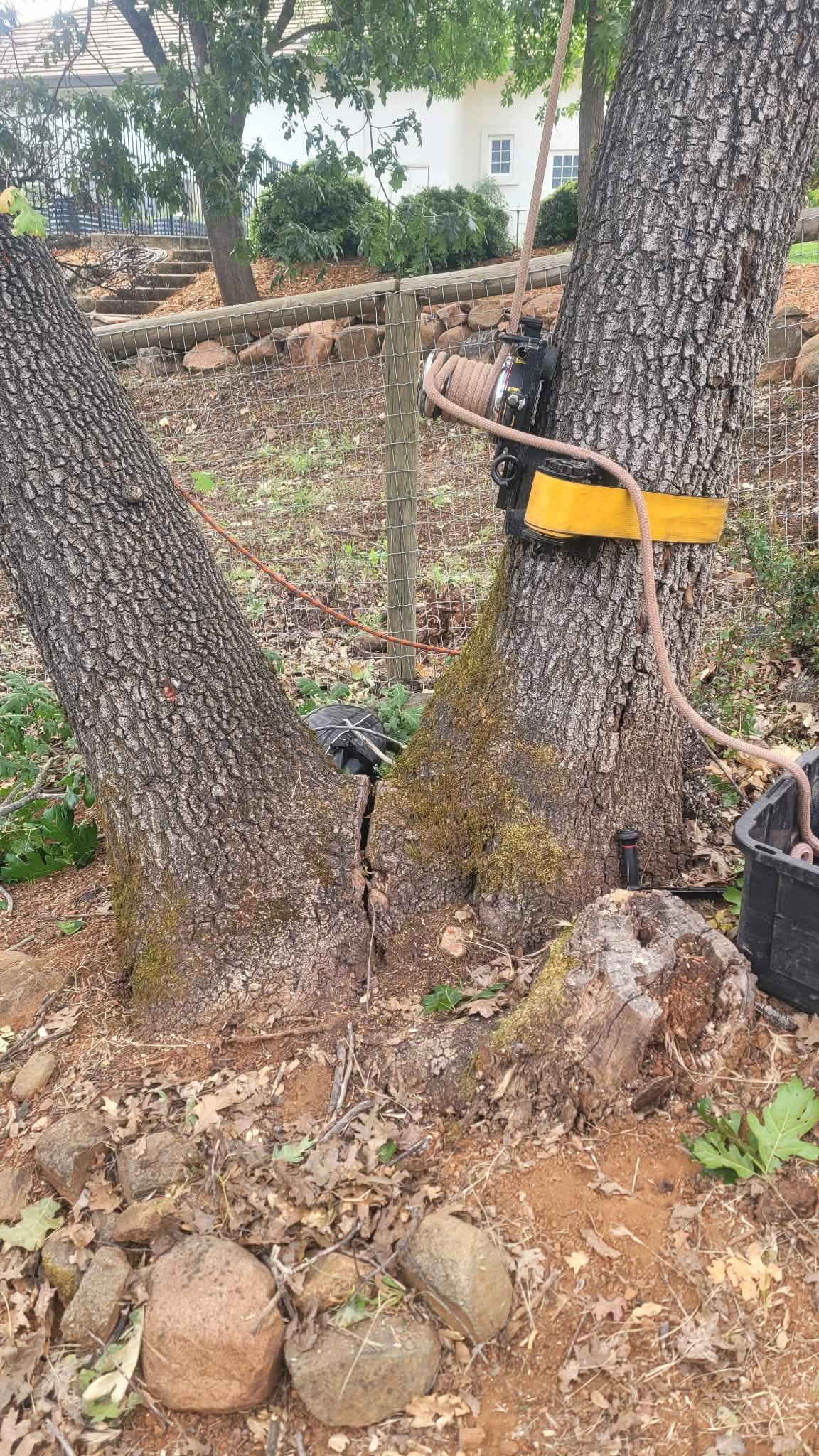  for George Staddan's Professional Tree Care in Placerville, CA
