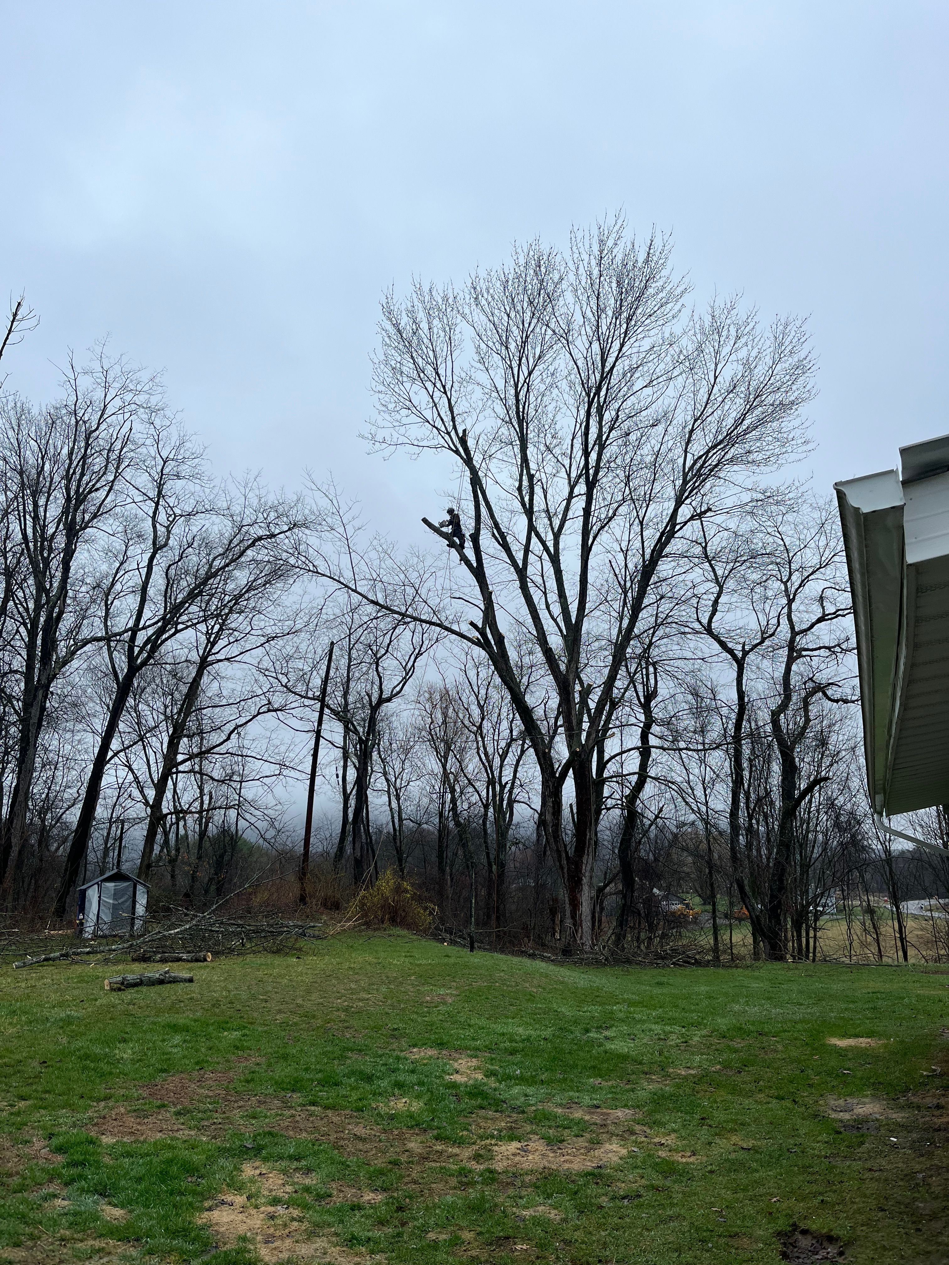 All Photos for Licensed to Cut Tree Service in Athens, PA