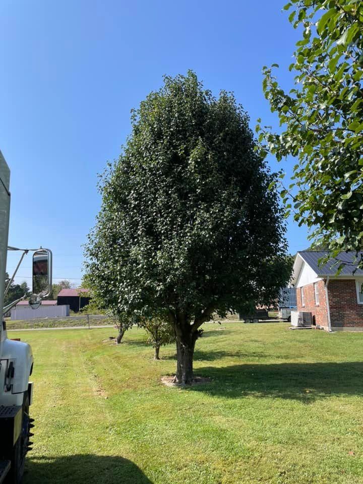 All Photos for Atwood’s Tree Care in Liberty,  KY