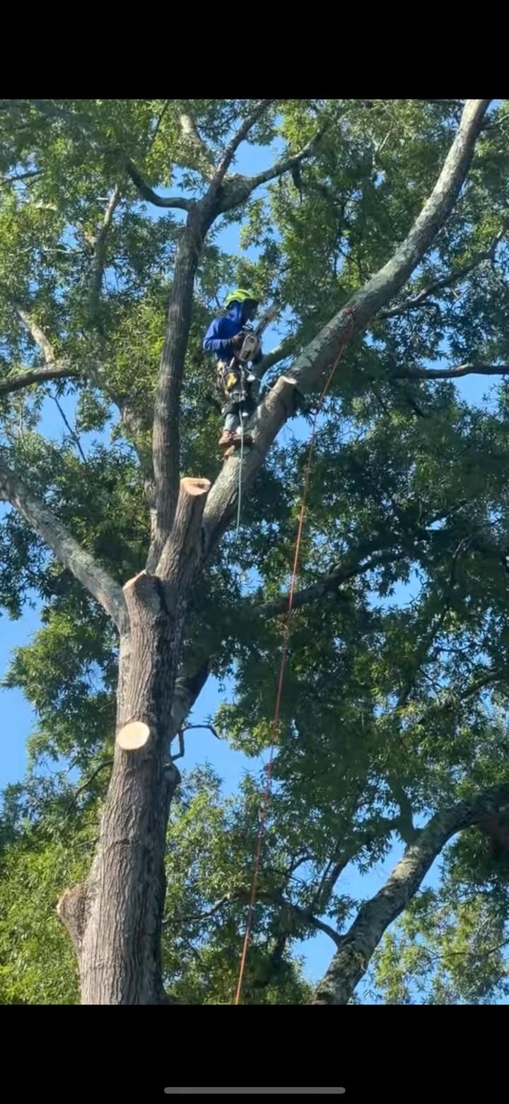  for Pedro's Tree Removal in Charlotte, NC