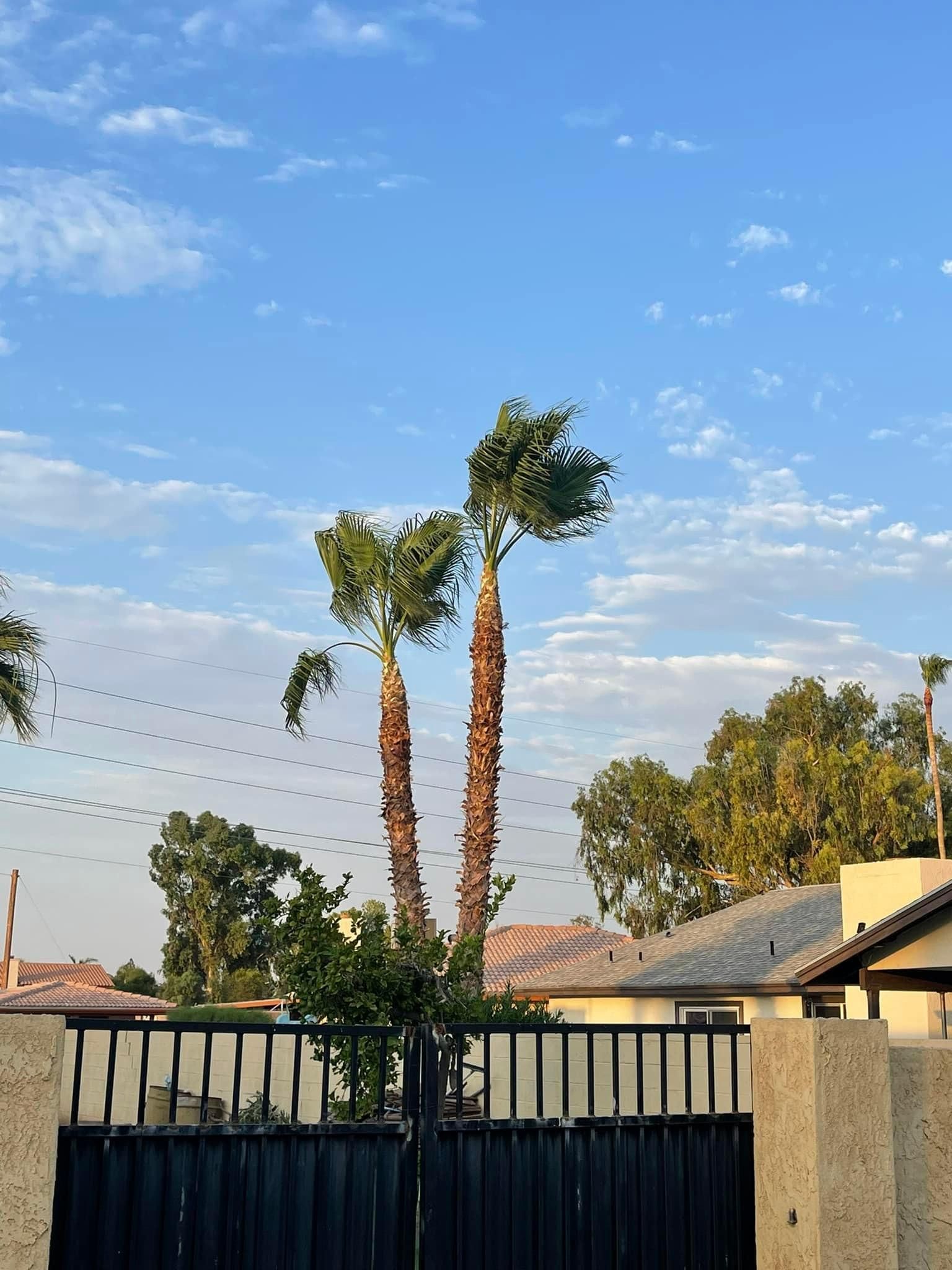  for Oliver L. Palm & Tree services in Yuma County, AZ