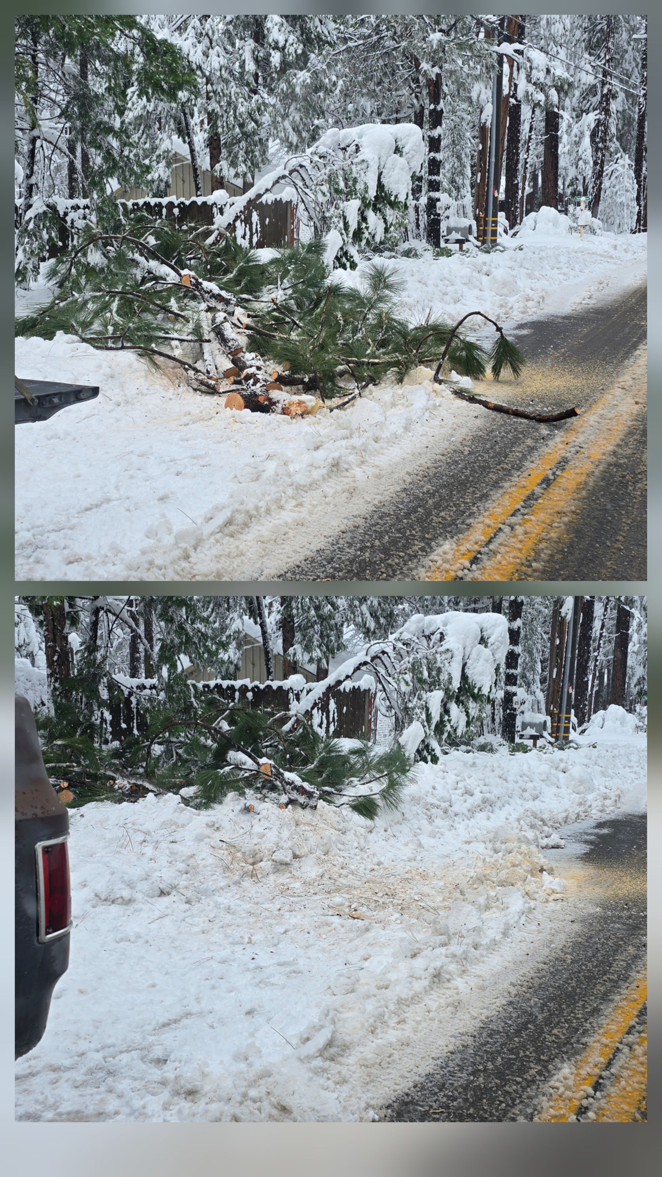  for George Staddan's Professional Tree Care in Placerville, CA