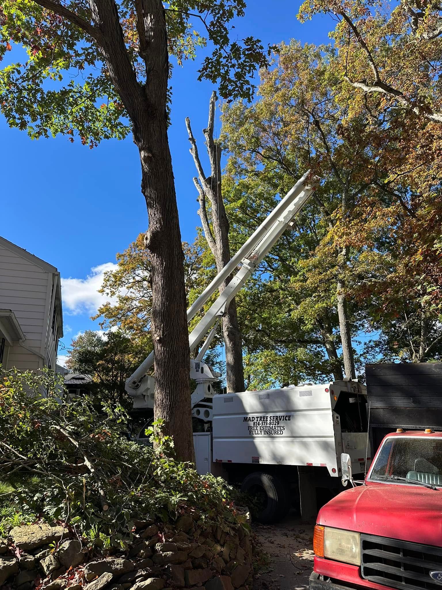  for Mad Tree Service in Cochranton, PA