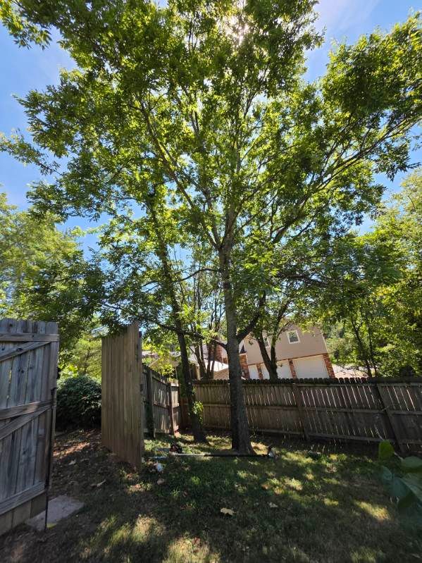  for Jace’s Tree & Stump Removal in Franklin, TN