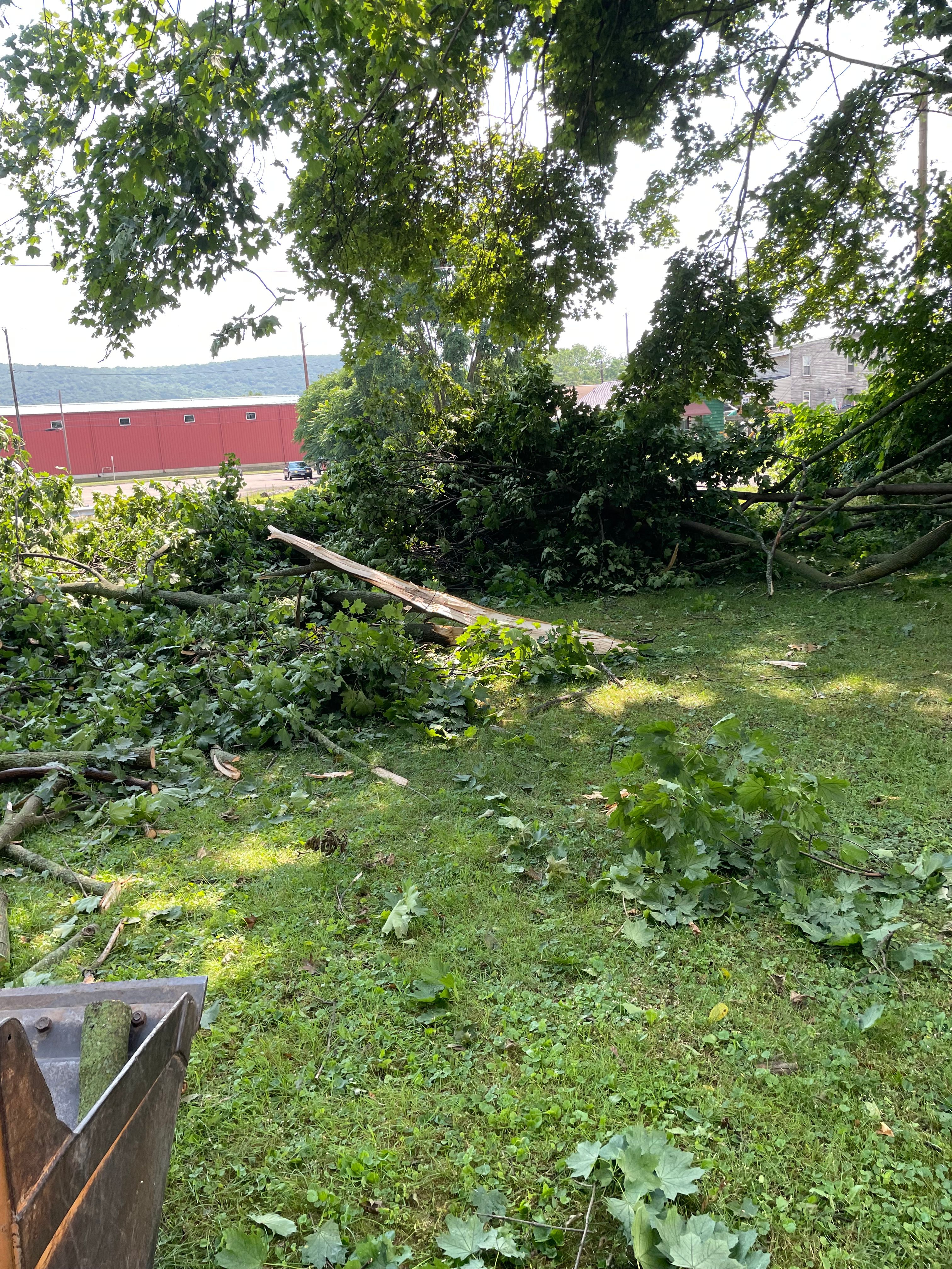 Tree Removal for Benjamin & Sons in Elmira, NY