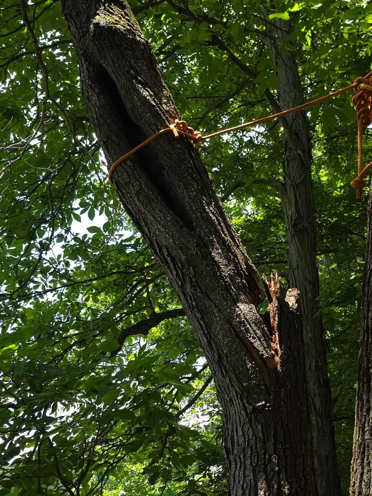 All Photos for Licensed to Cut Tree Service in Athens, PA