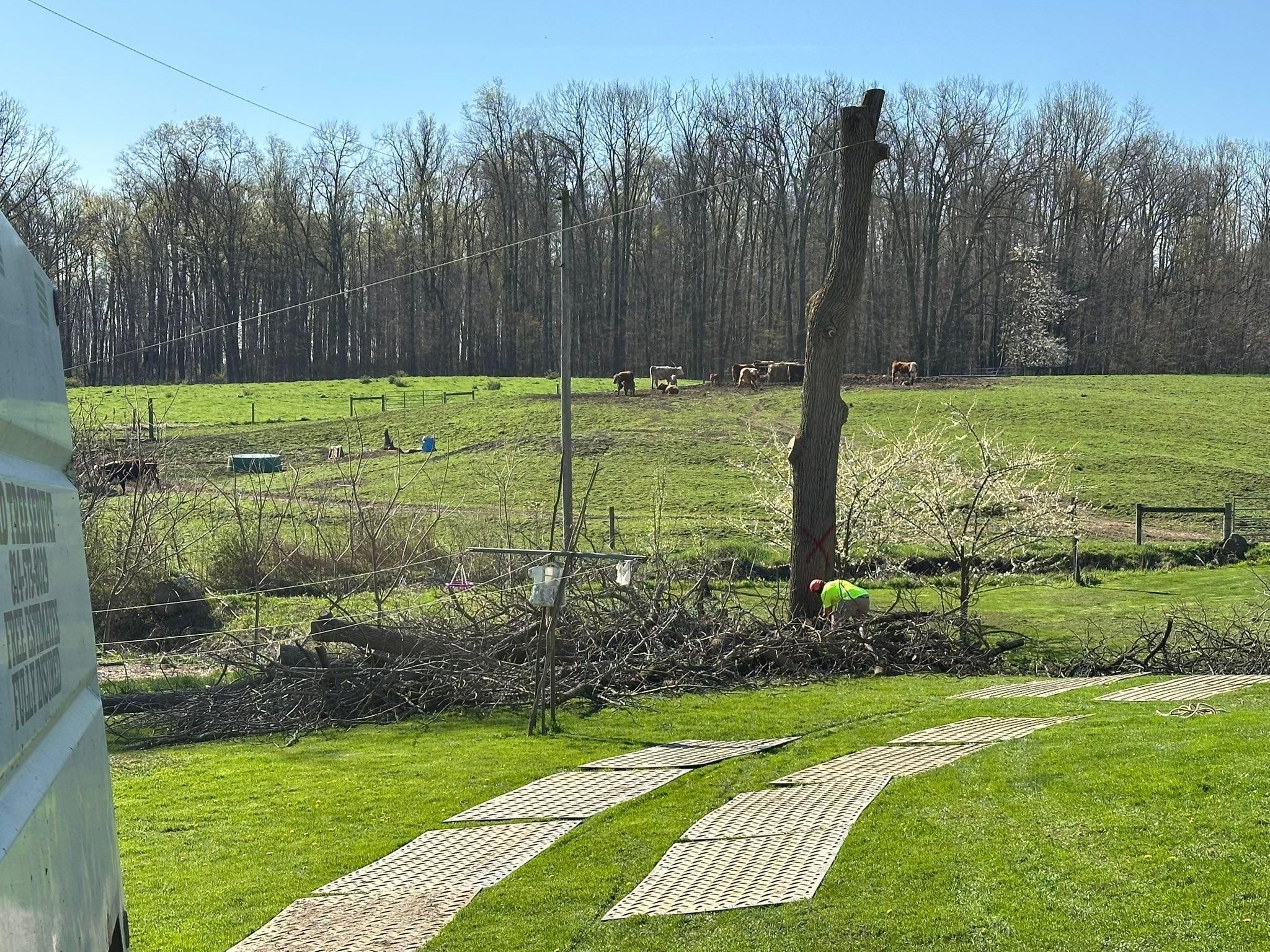  for Mad Tree Service in Cochranton, PA