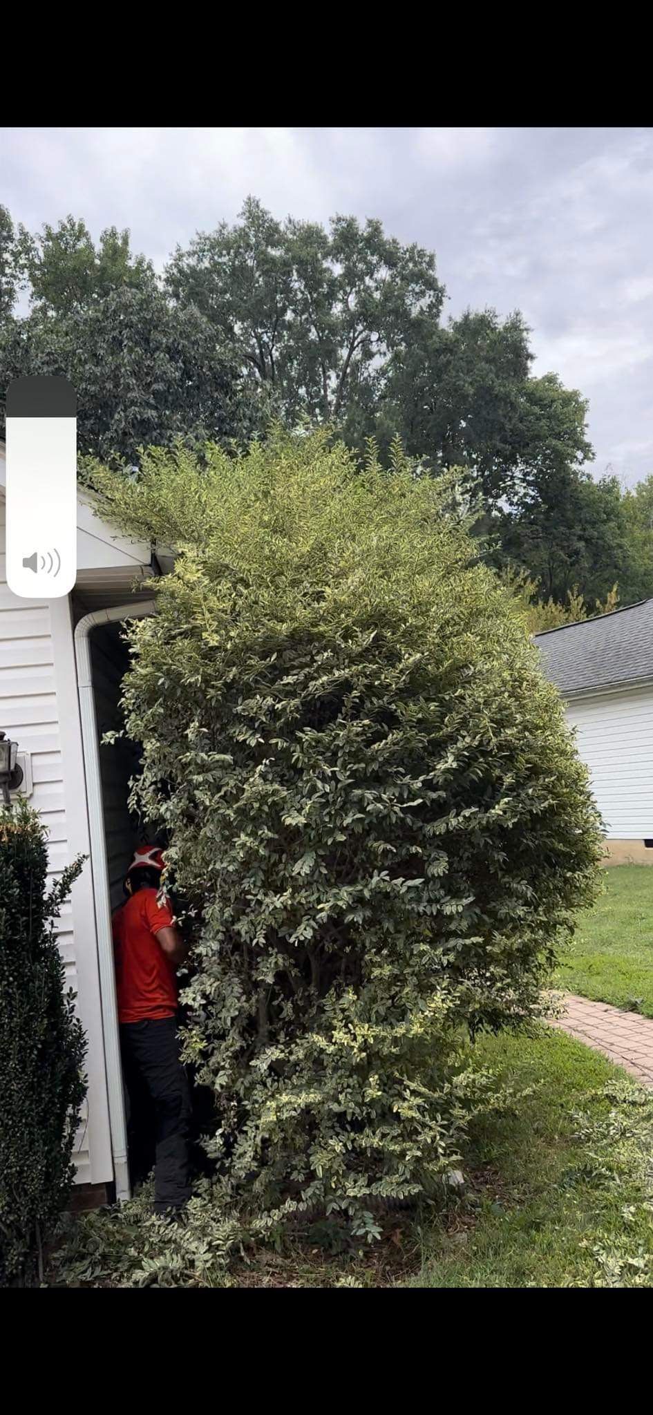  for Stem Tree Service in Belmont, NC